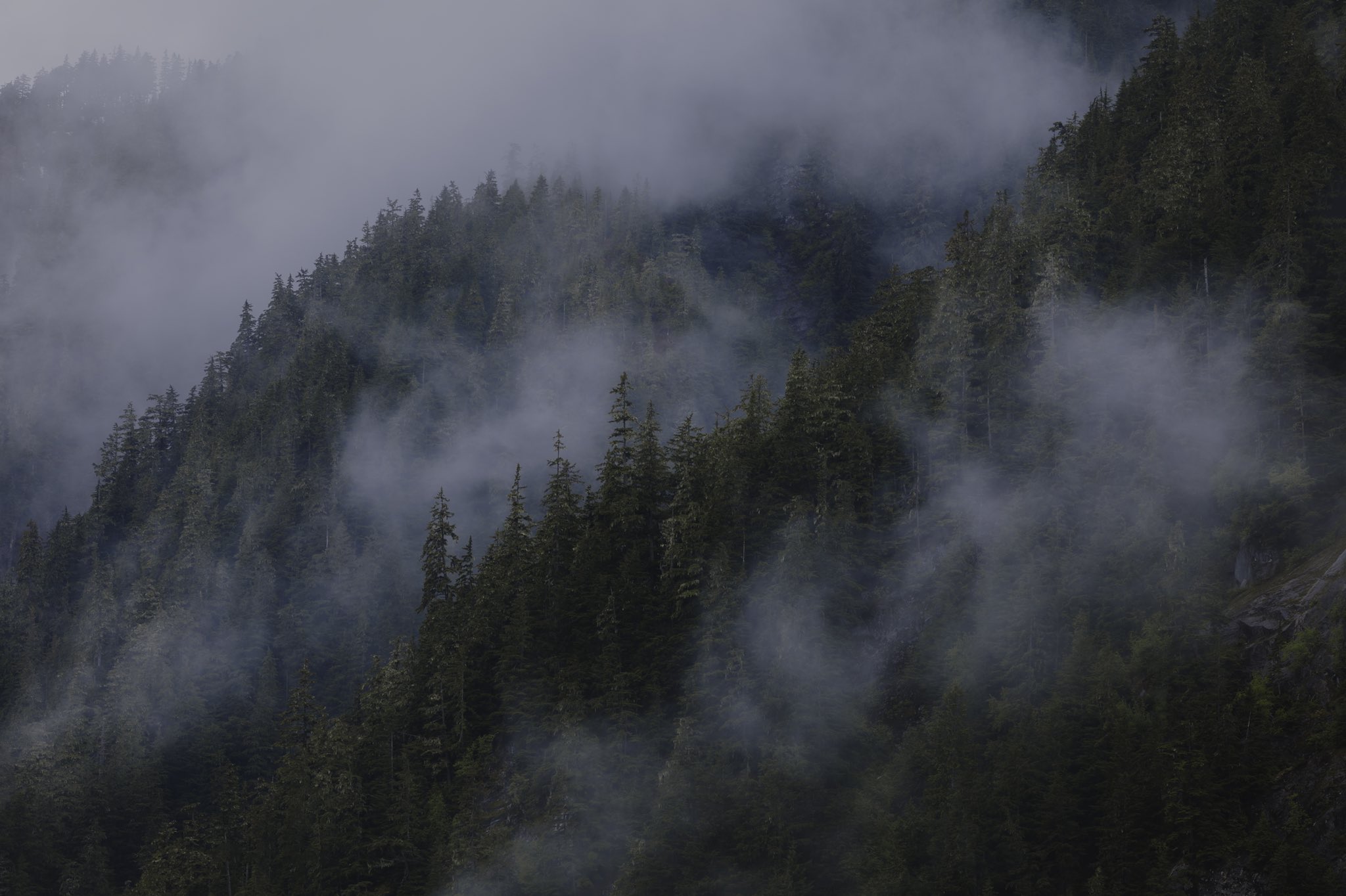 Nature Pine Trees Mist Clouds Forest Landscape 2048x1364