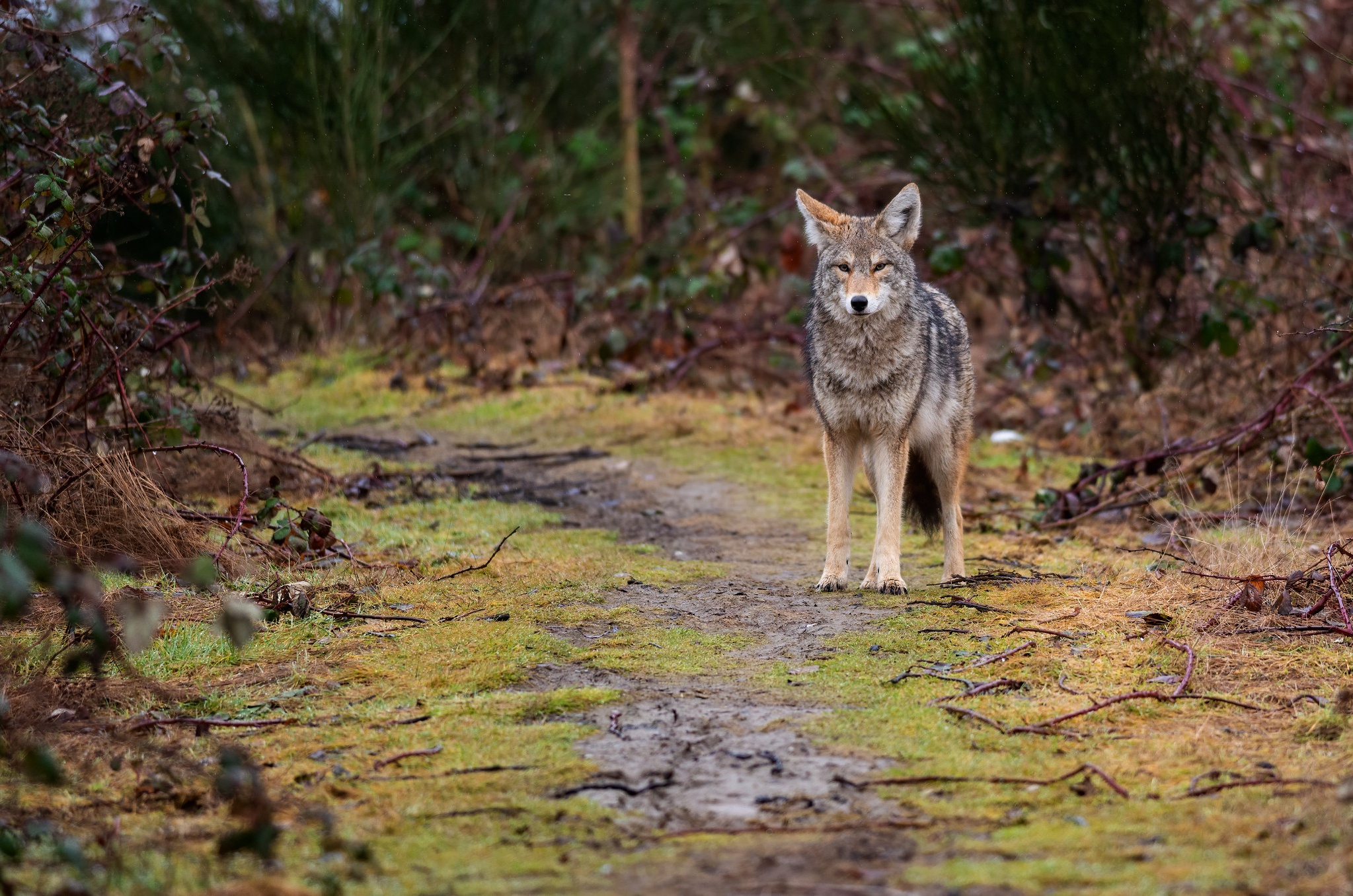 Coyote Wildlife Predator Animal 2047x1356