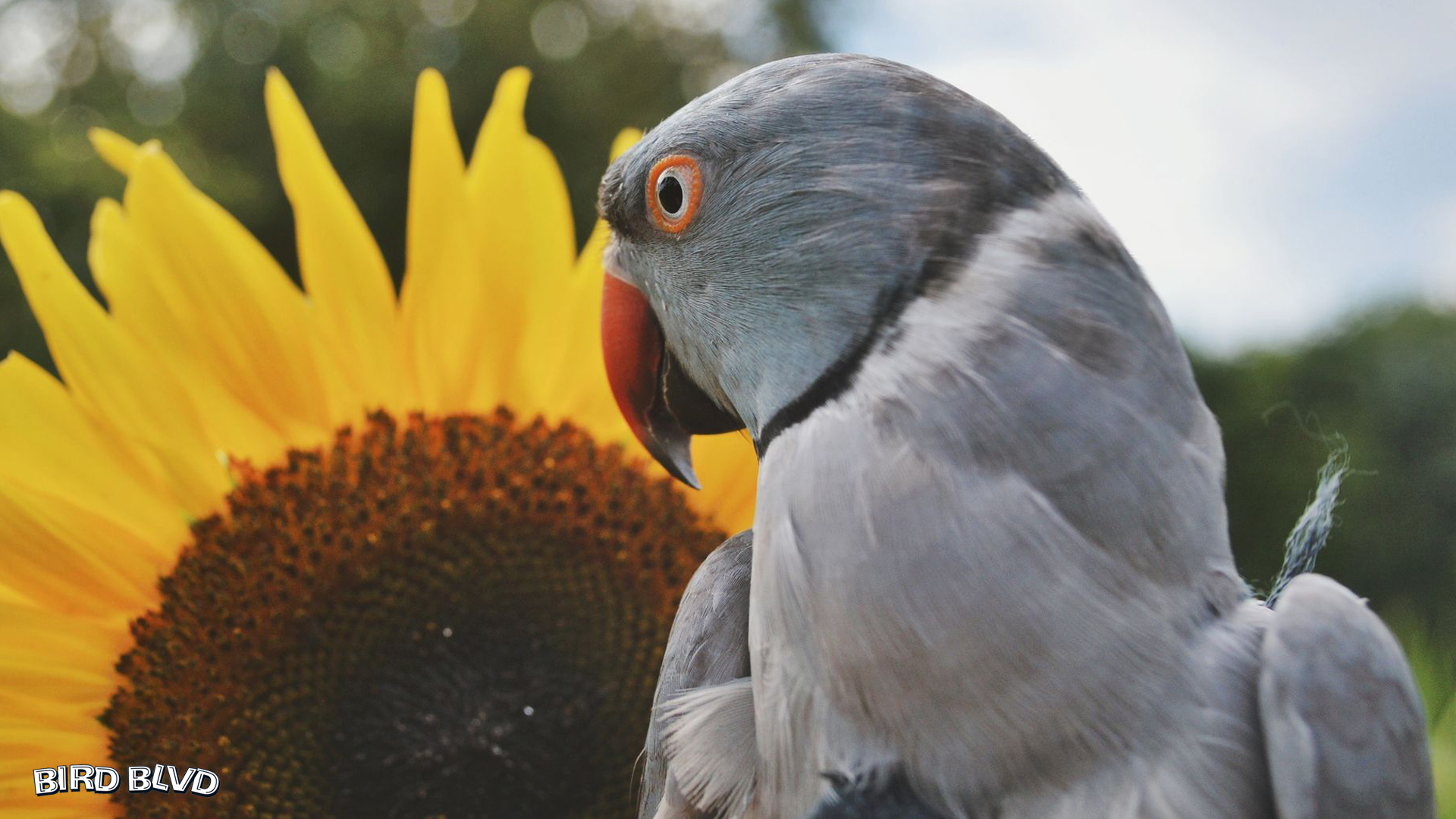 Bird Parakeet Parrot Psittacula Krameri Ringneck Rose Ringed Parakeet Sunflower 1920x1080