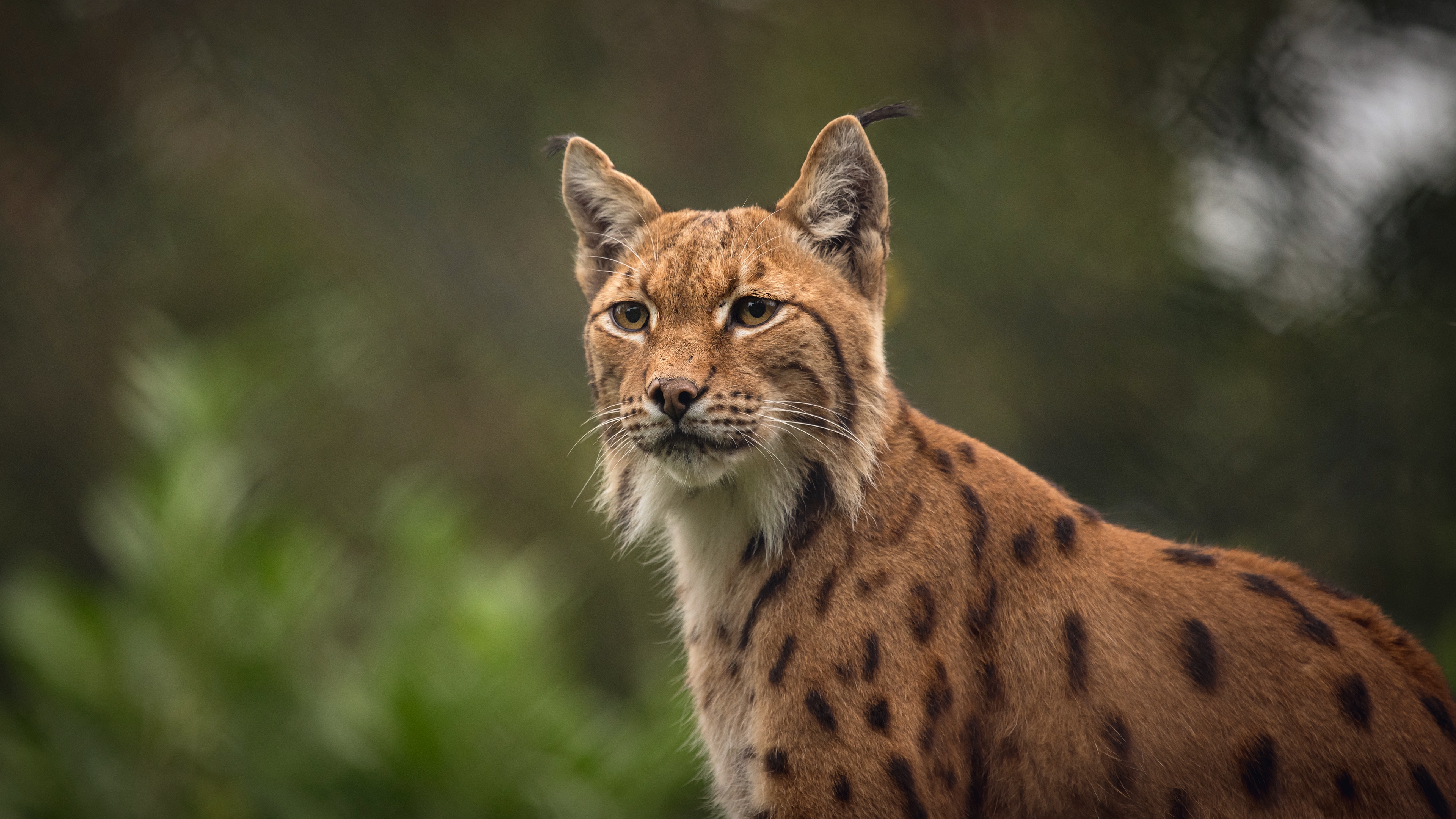 Big Cat Lynx Wildlife Predator Animal 3840x2160