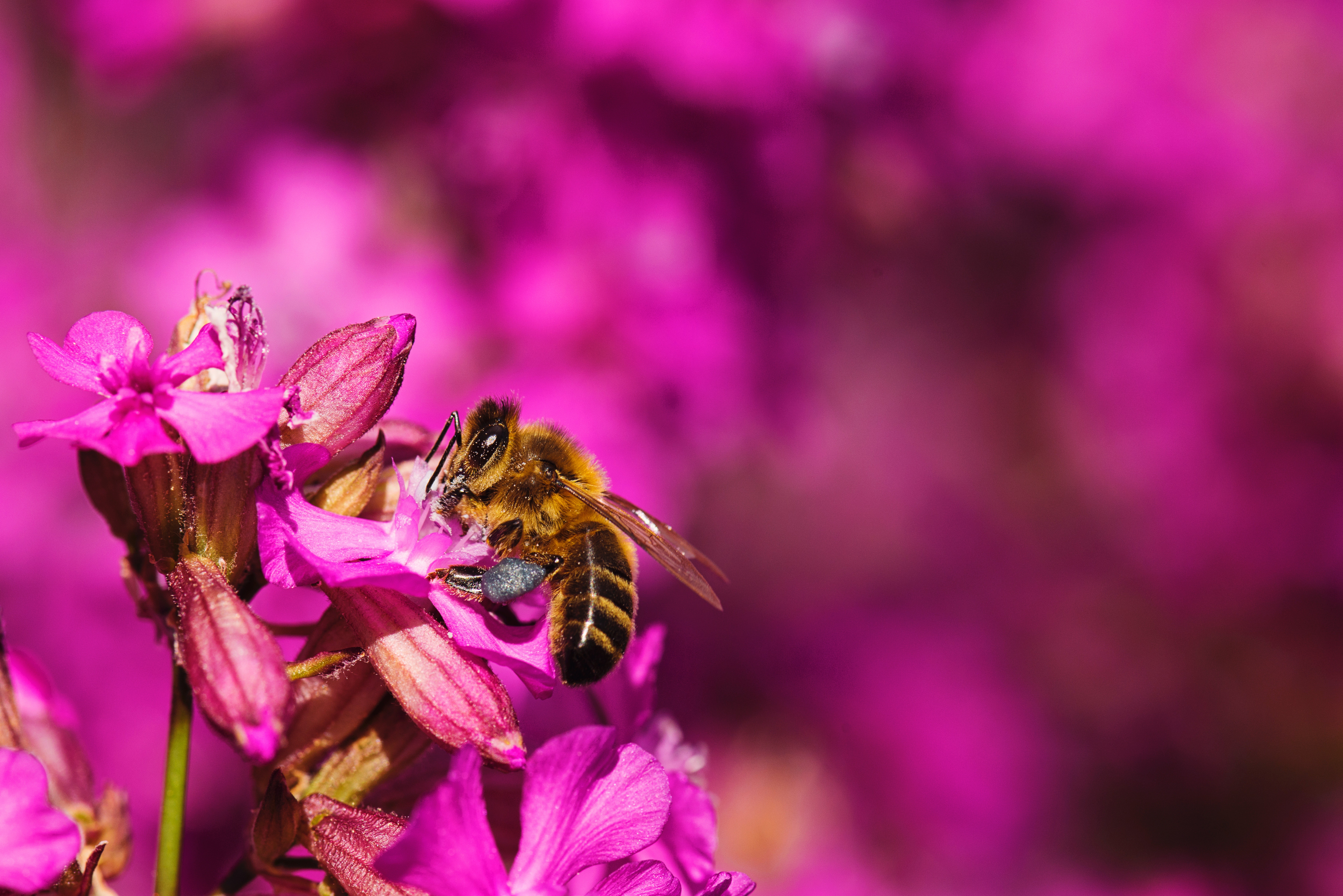 Bee Blur Flower Insect Macro Pink Flower 7360x4912