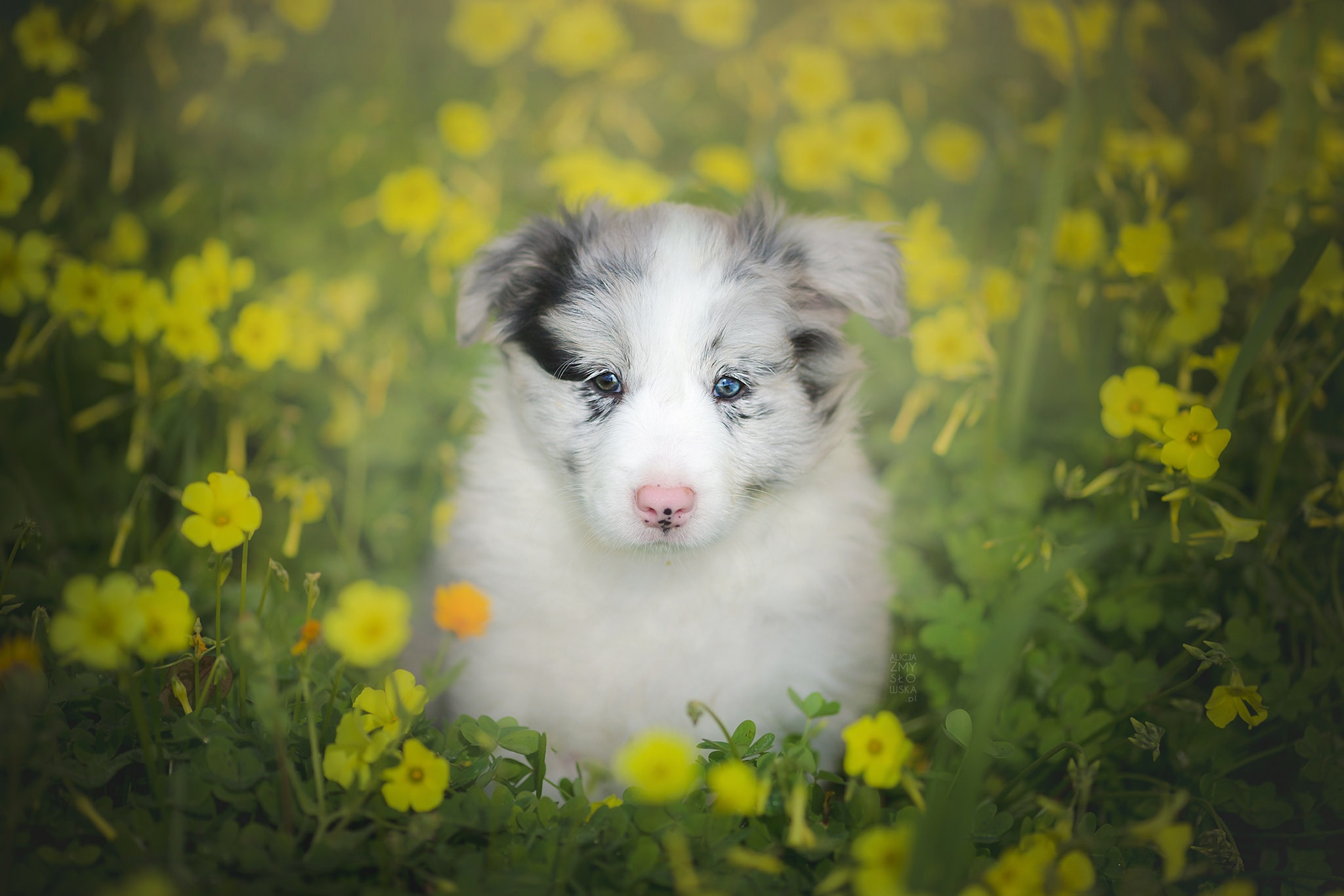 Baby Animal Border Collie Dog Pet Puppy 2048x1365