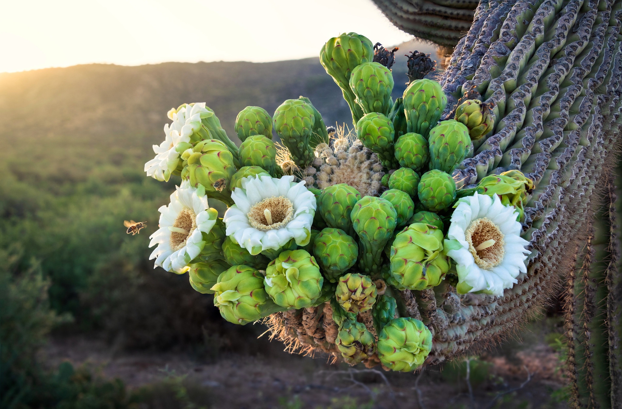 Blossom Cactus Flower 2048x1347