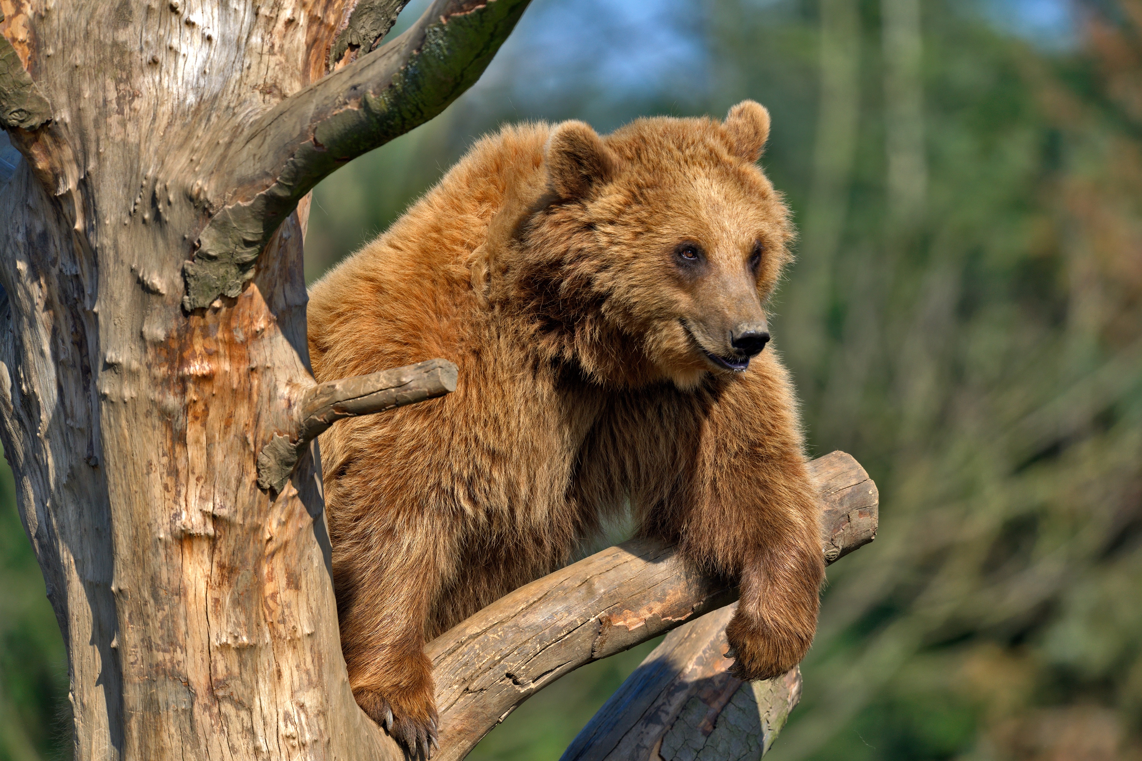 Медведь умеет читать. Медведь Пестун. Бурый медведь с медвежатами. Бурый медведь на дереве. Бурый медведь Пестун.