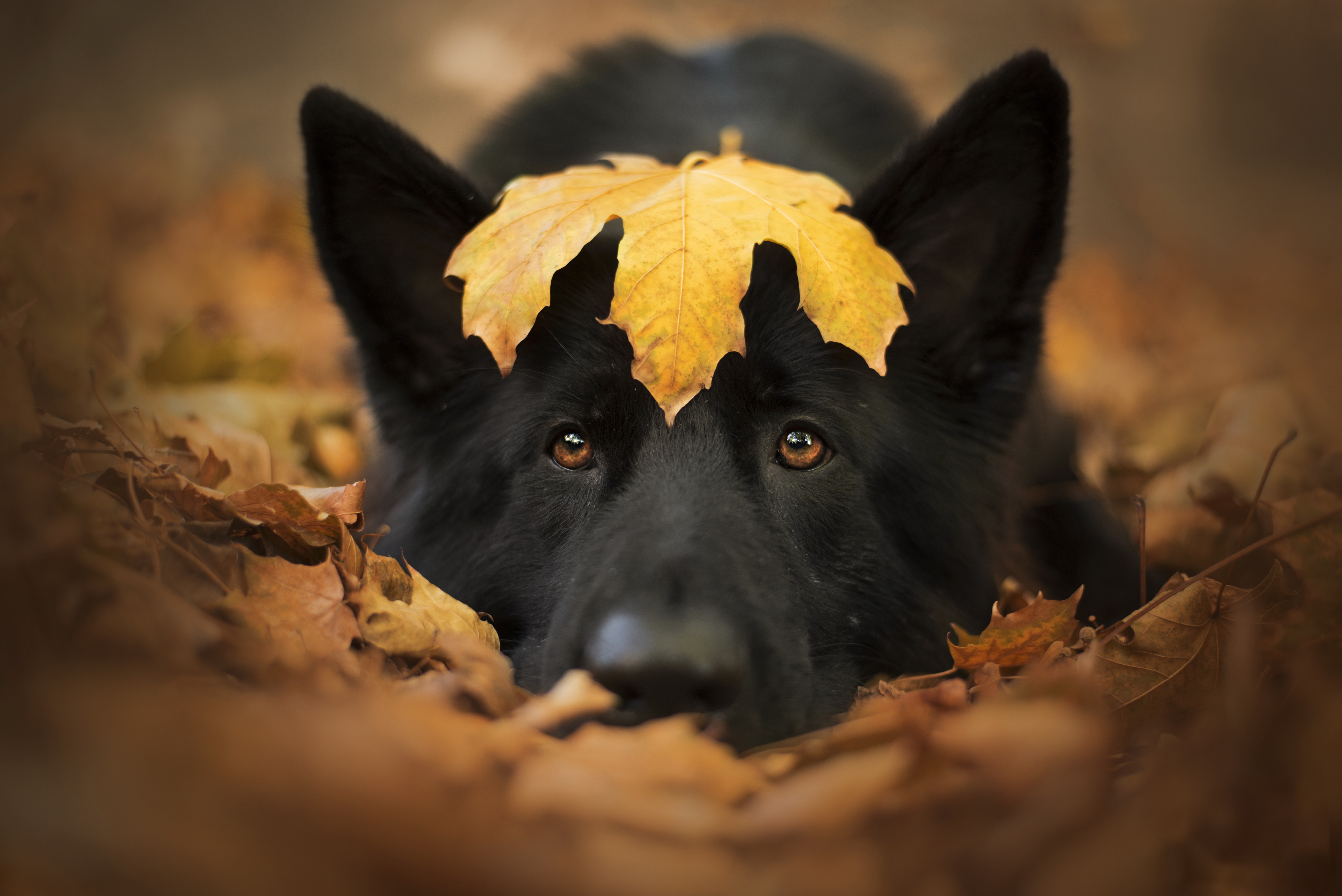 Dog German Shepherd Leaf Pet 6016x4016