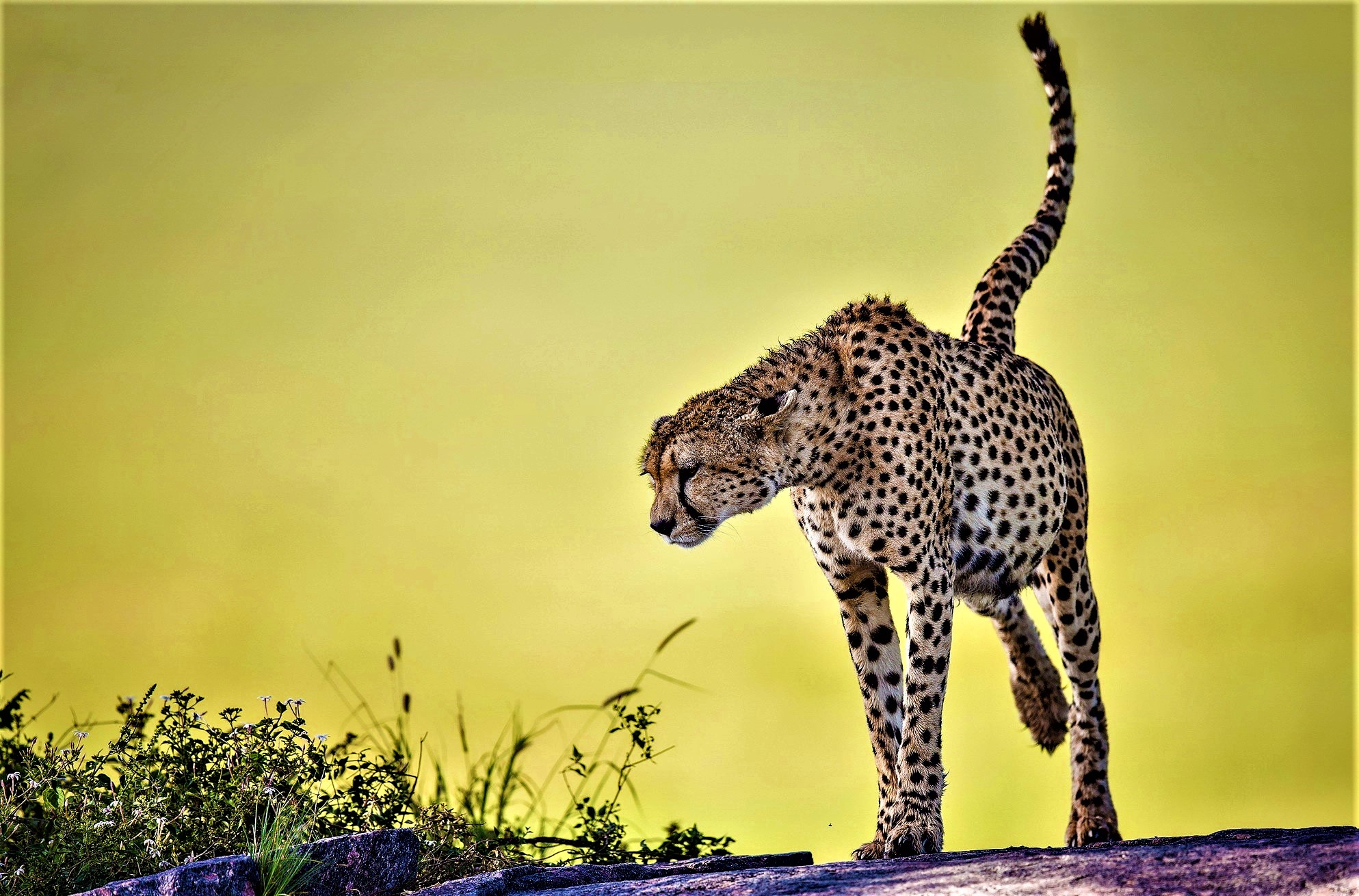 Big Cat Cheetah Wildlife Predator Animal 1987x1310