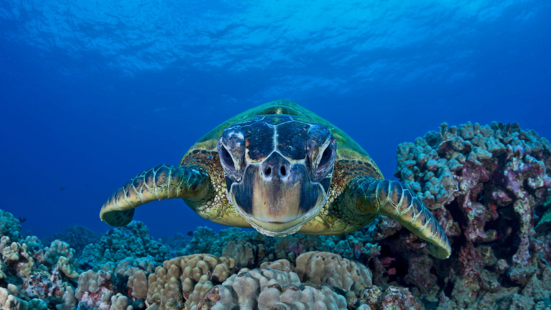 Coral Sea Life Turtle Underwater 1920x1080