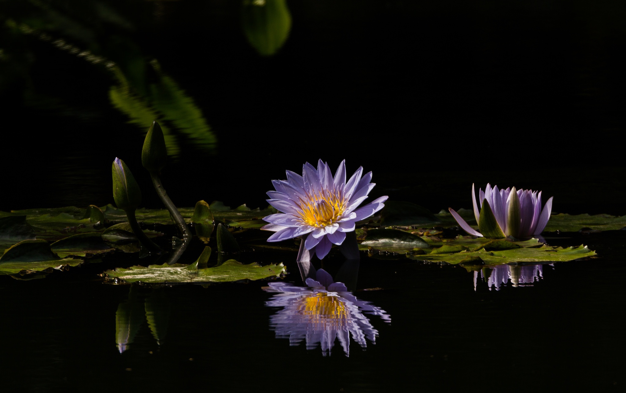 Flower Lotus Nature Purple Flower Reflection 2048x1287