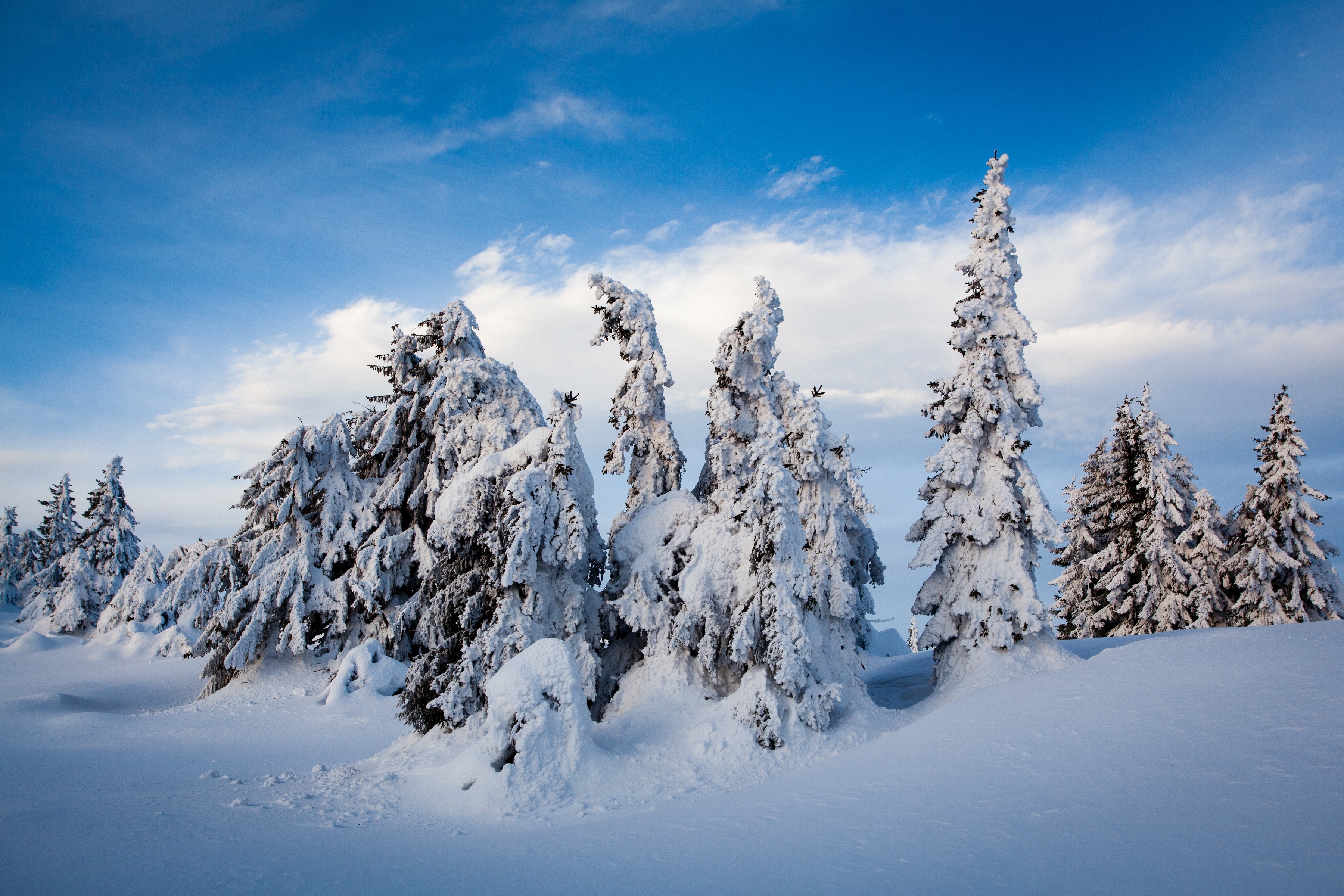Fir Tree Norway Snow Winter 3600x2400