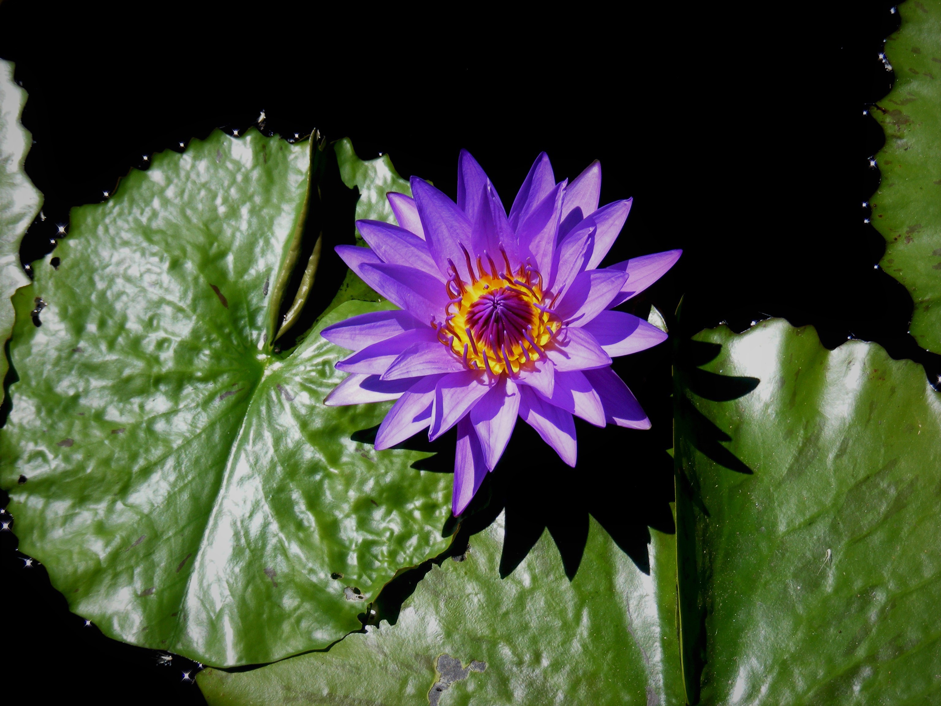 Earth Flower Lily Pad Purple Flower Water Lily 3072x2304
