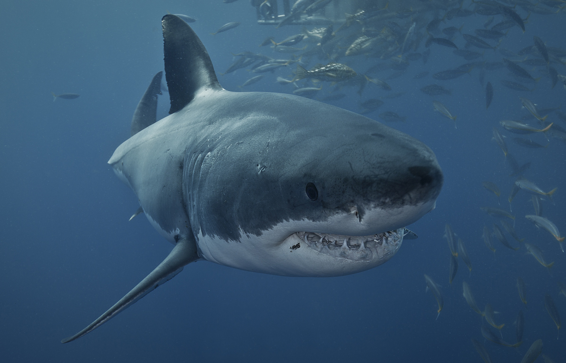 Great White Shark Sea Life Shark Underwater Predator Animal 2400x1542