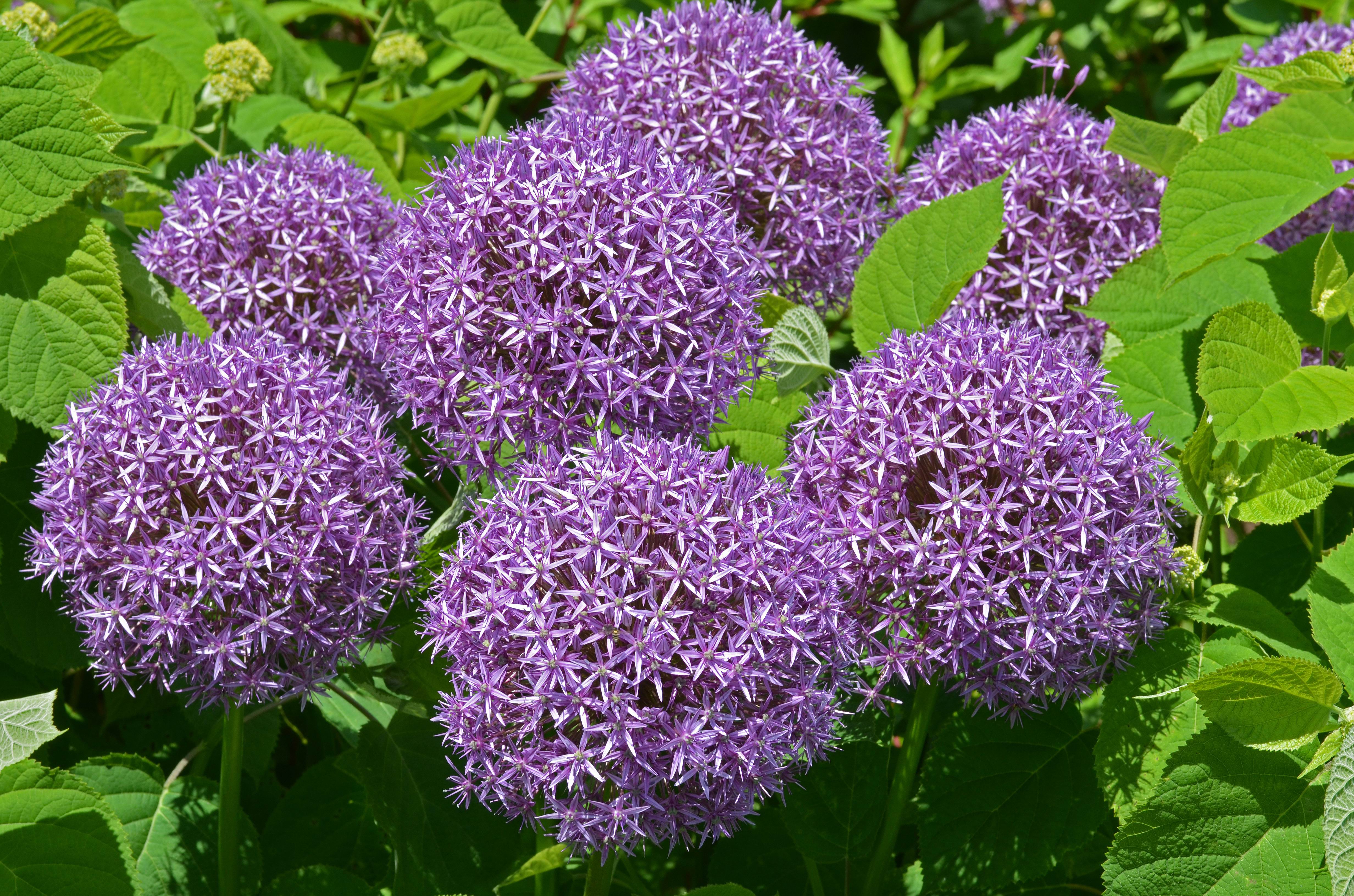 Allium Flower 4928x3264