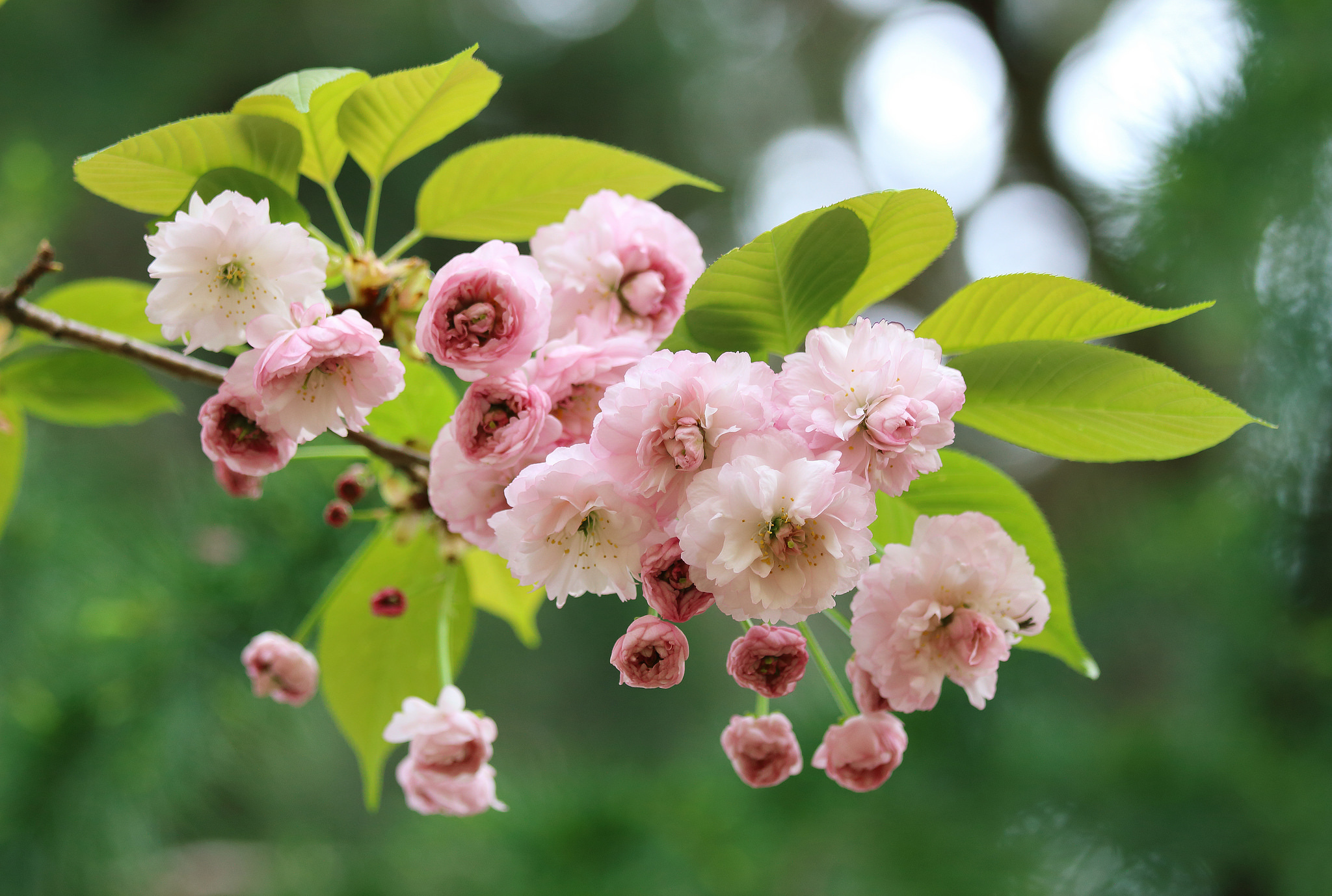 Blossom Branch Flower Macro Sakura Spring 2048x1378