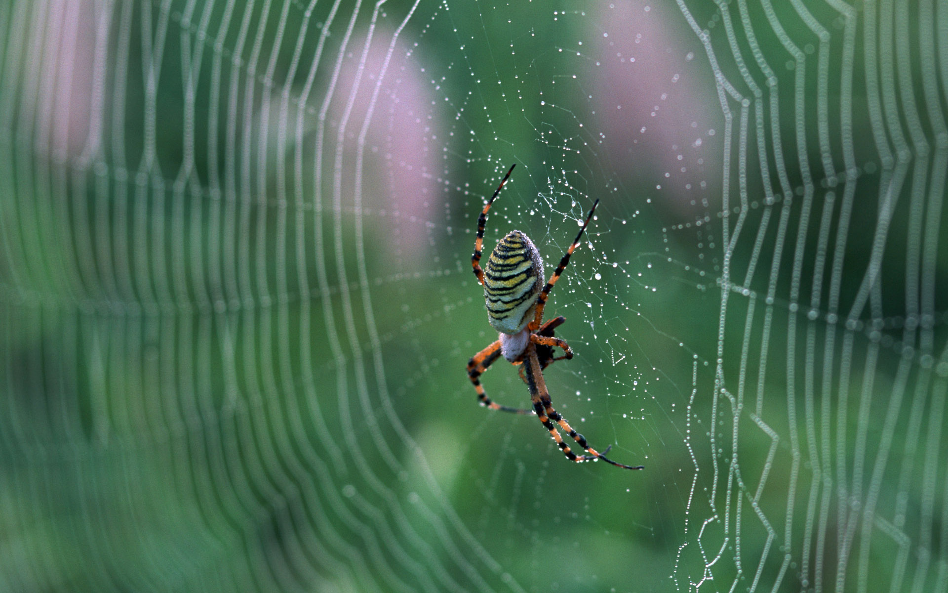 Arachnid Spider Spider Web 1920x1200