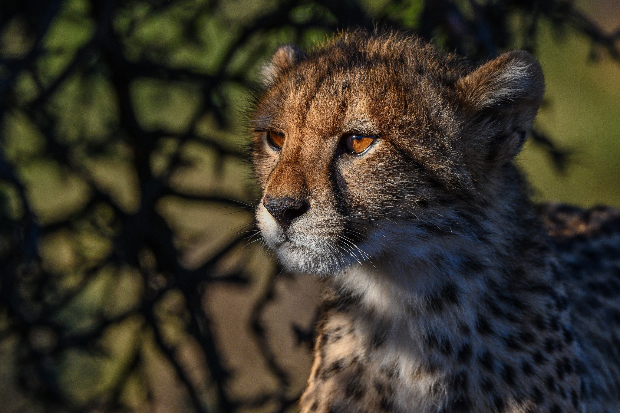 Big Cat Cheetah Wildlife Predator Animal 2048x1365