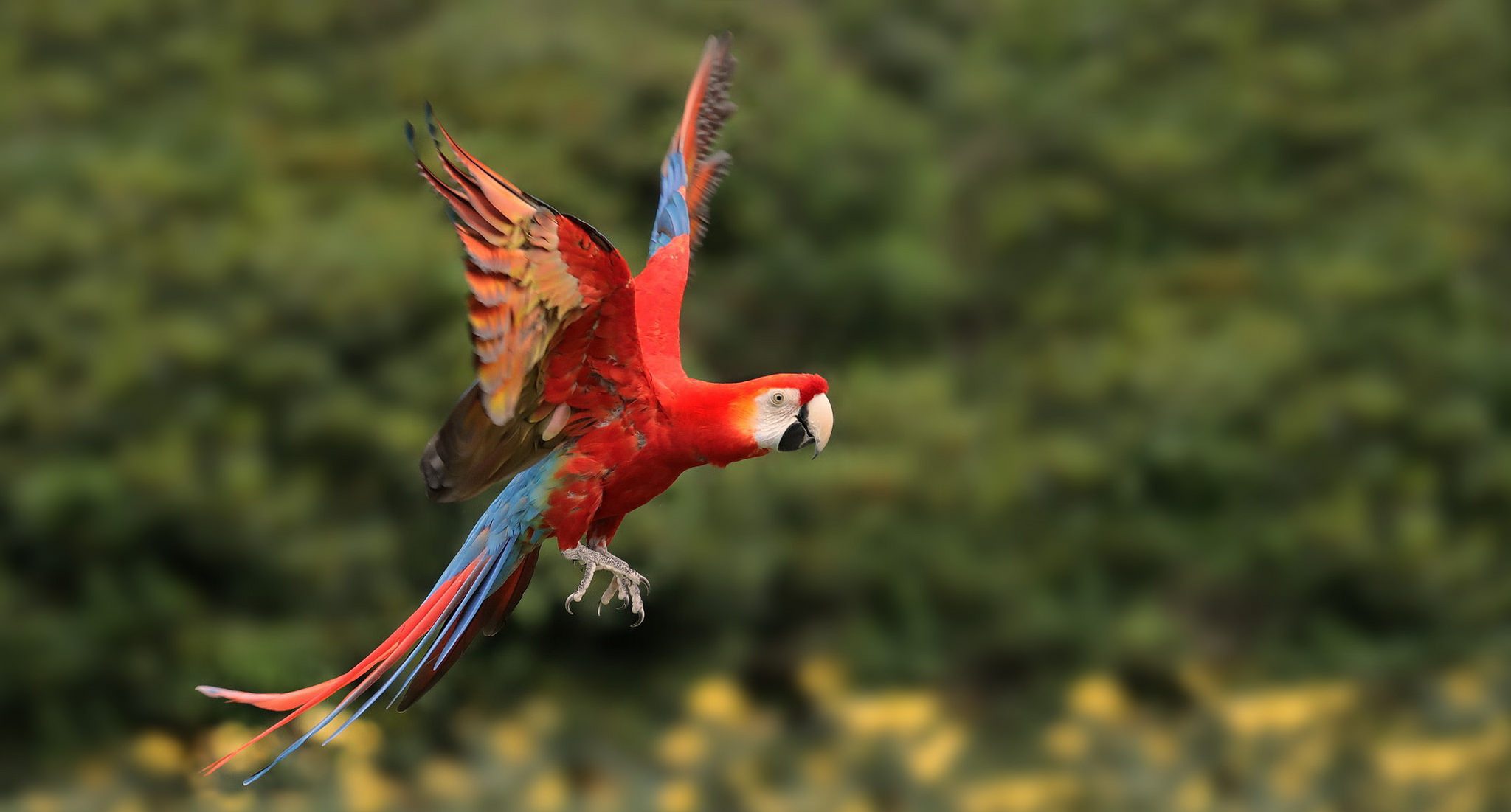 Bird Macaw Parrot Wildlife Red And Green Macaw 2048x1101