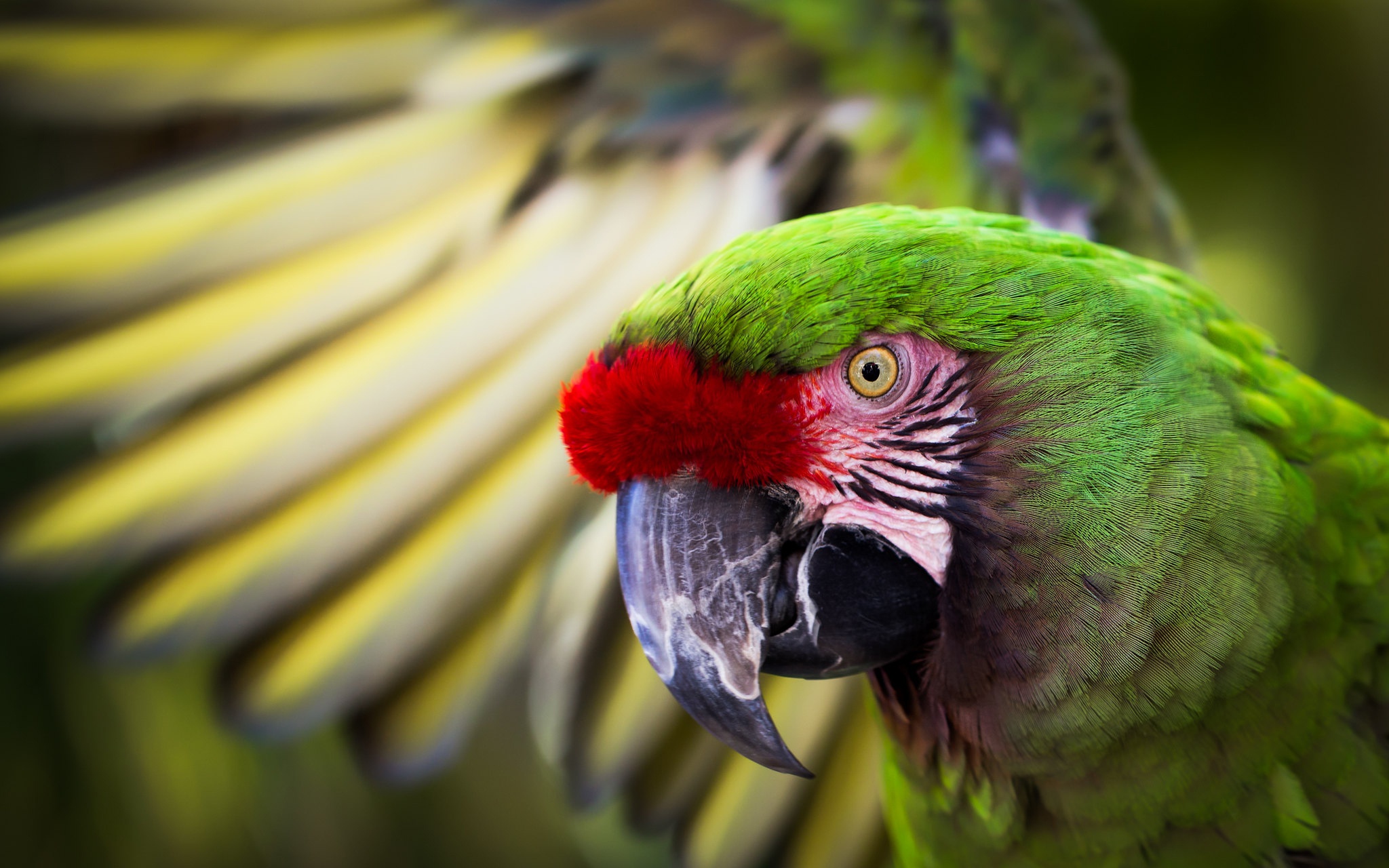 Bird Macaw Parrot Wildlife 2048x1280
