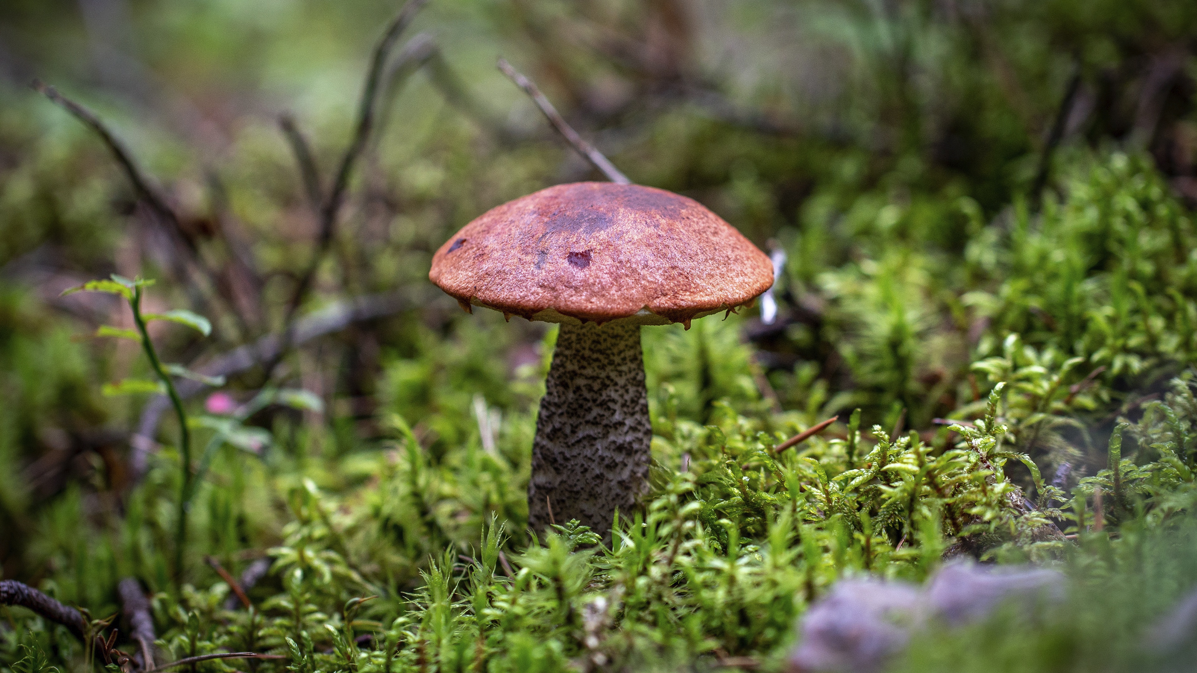 Moss Mushroom 3840x2160