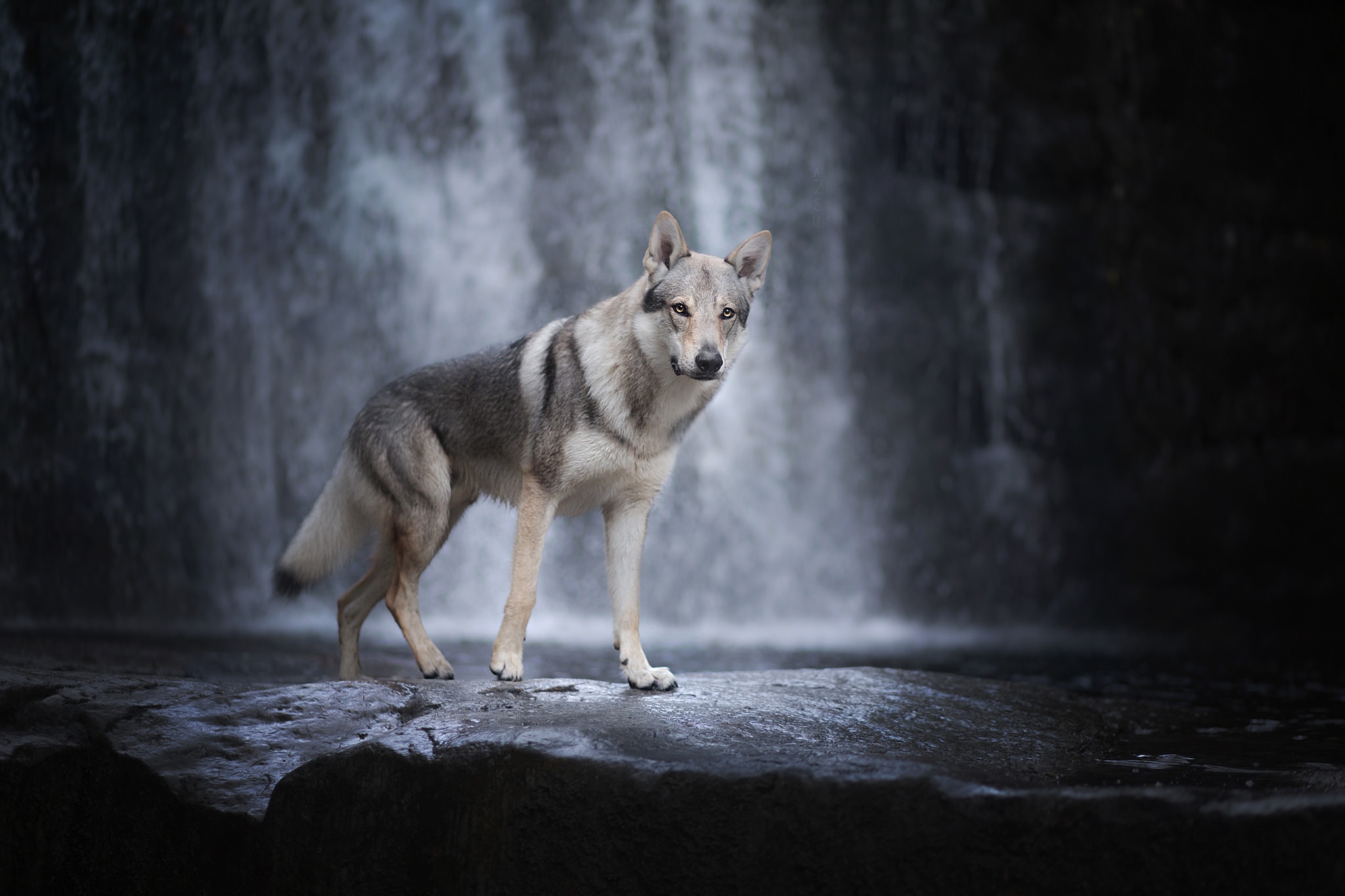 Dog Pet Waterfall Wolfdog 2048x1365