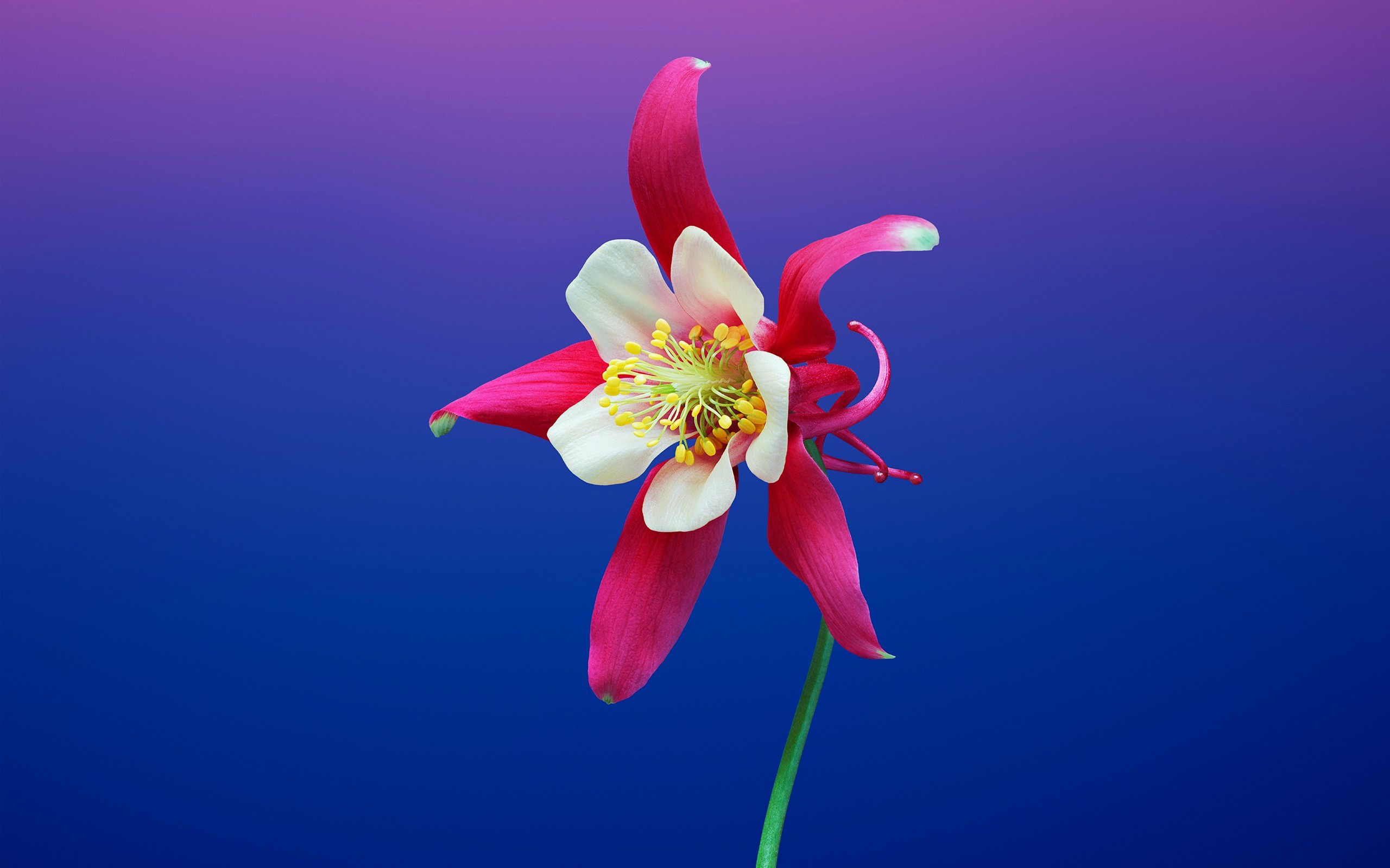 Aquilegia Columbine Earth Flower Pink Flower 2560x1600