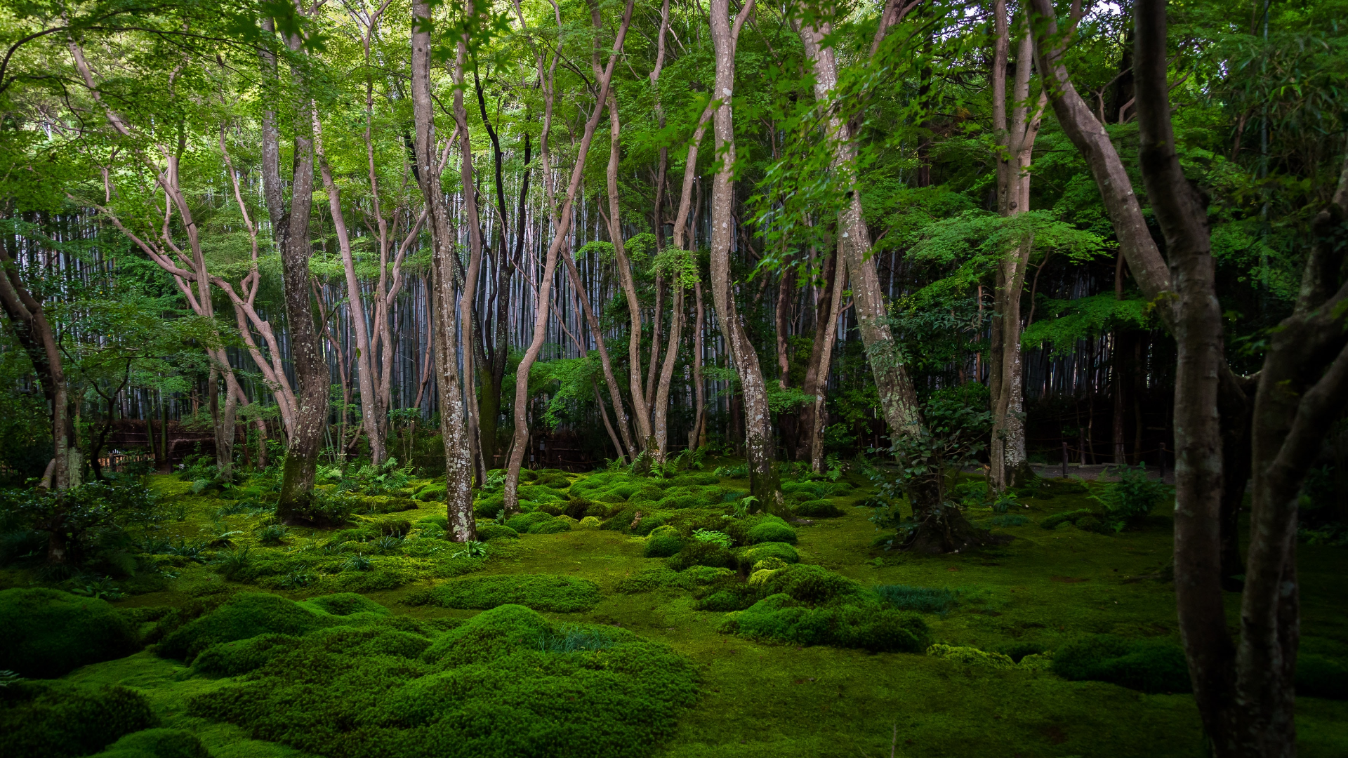 Nature Trees Plants Grass Forest Rainforest Kyoto Japan 1920x1080
