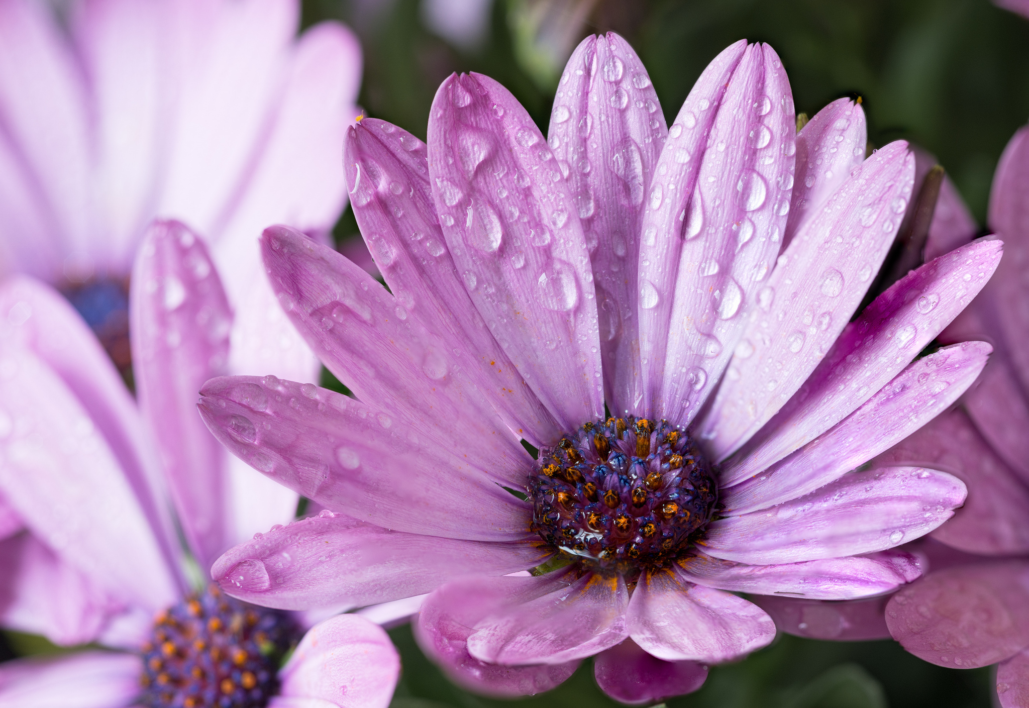 Daisy Earth Flower Macro Purple Flower Water Drop 2048x1409