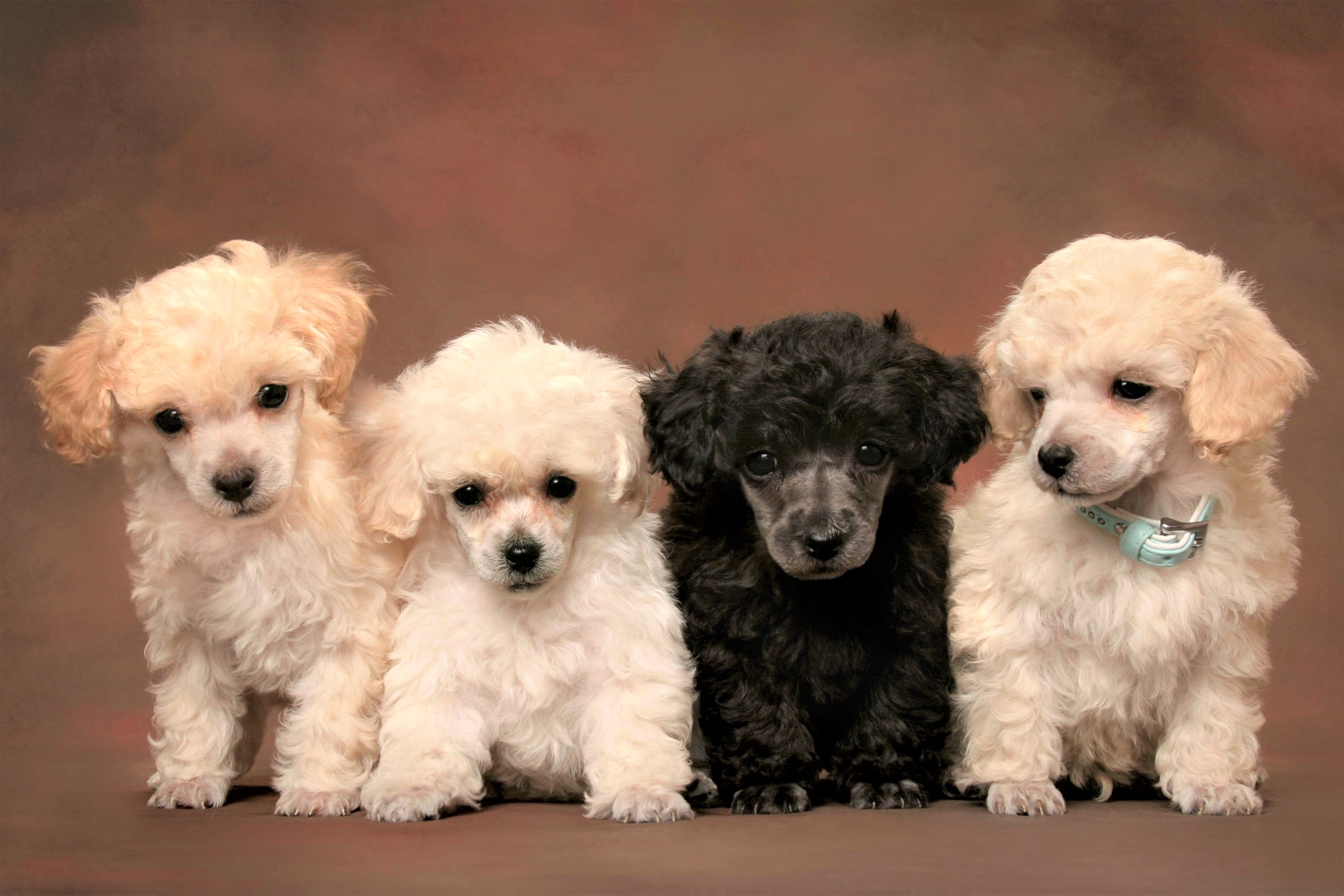 Animal Baby Animal Cute Poodle Puppy 5502x3668