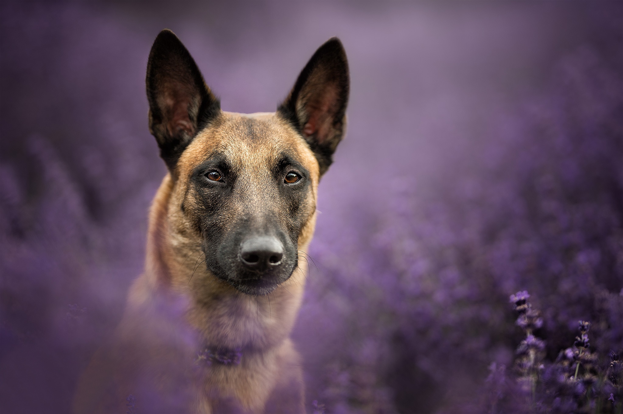 Belgian Malinois Dog Pet 2048x1363