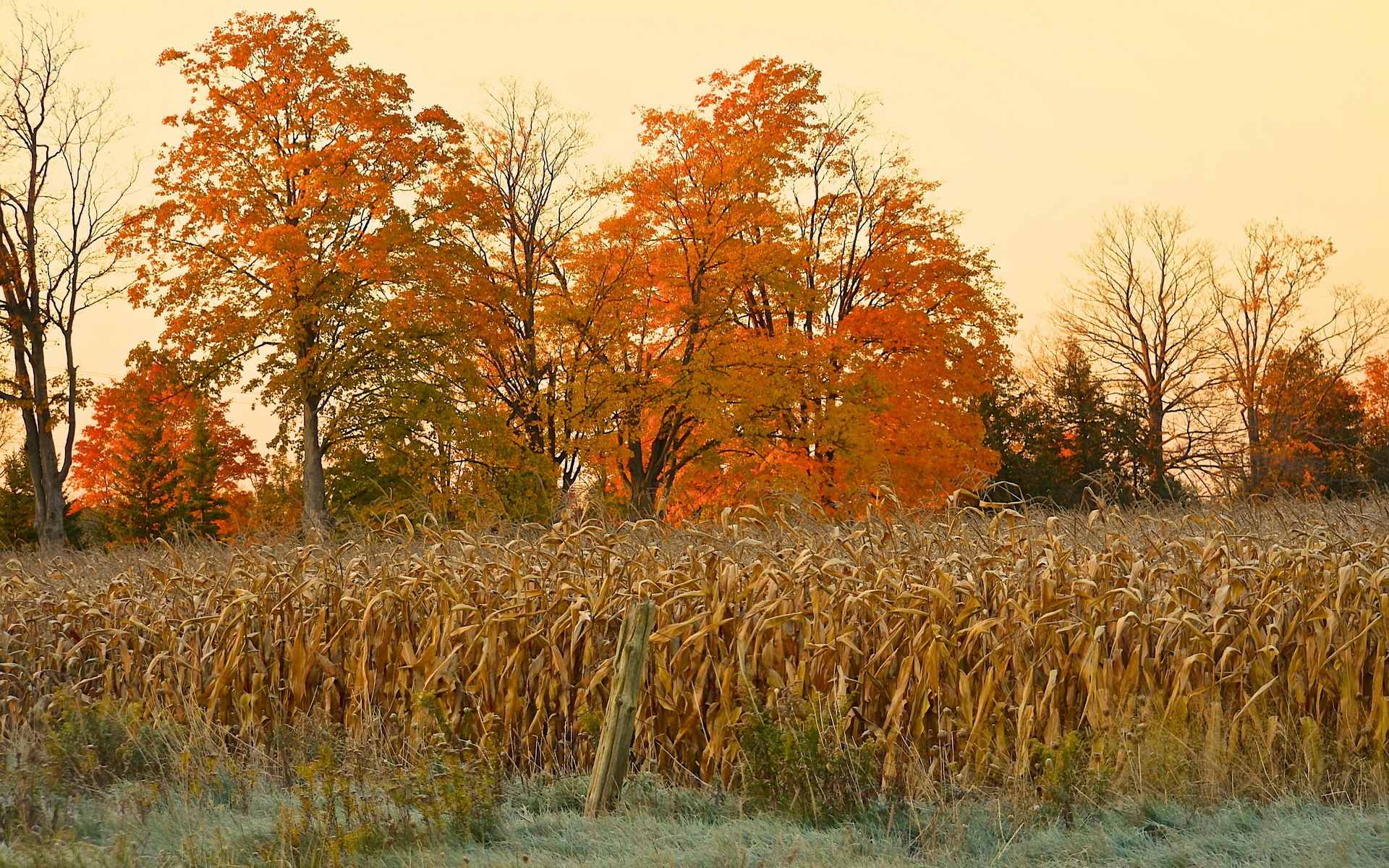 Fall Corn Trees 1920x1200