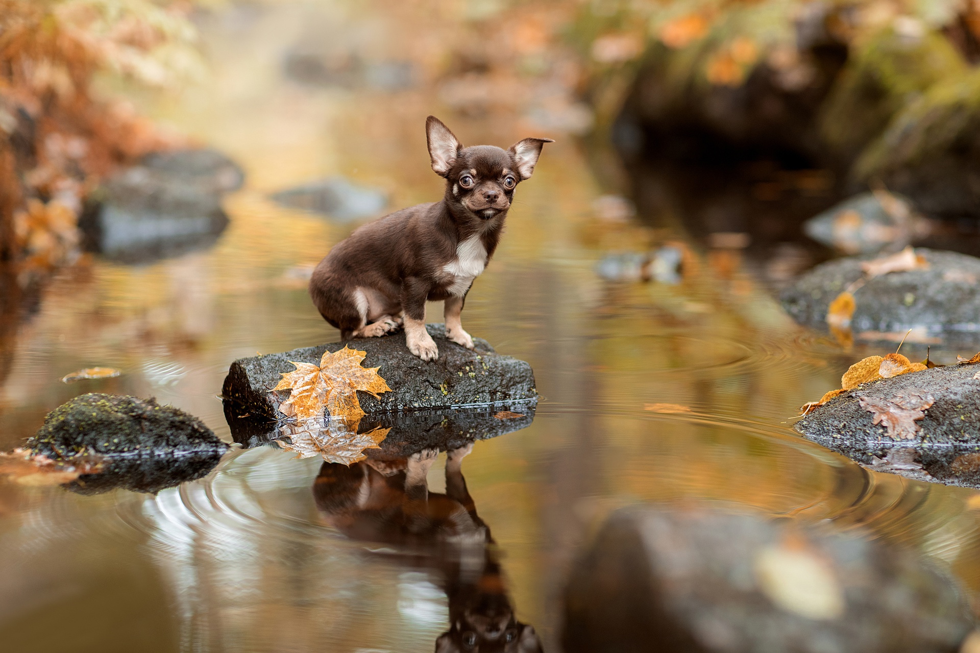 Chihuahua Depth Of Field Dog Pet Reflection Stream 1920x1280
