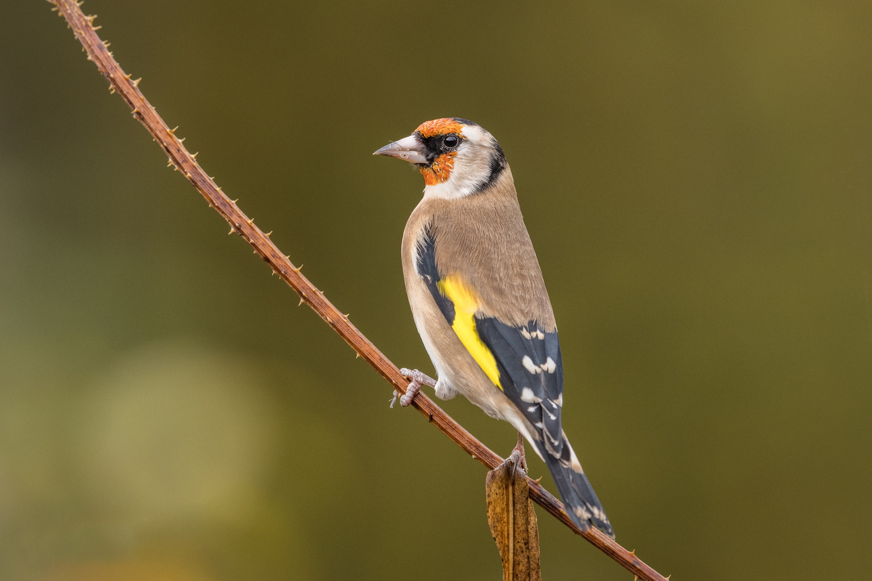 Bird Goldfinch Wildlife 3000x2000