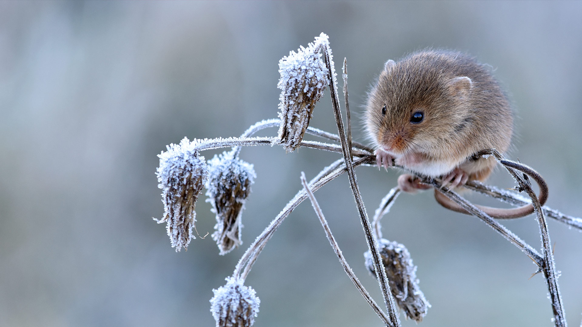 Mouse Rodent Wildlife 1920x1080