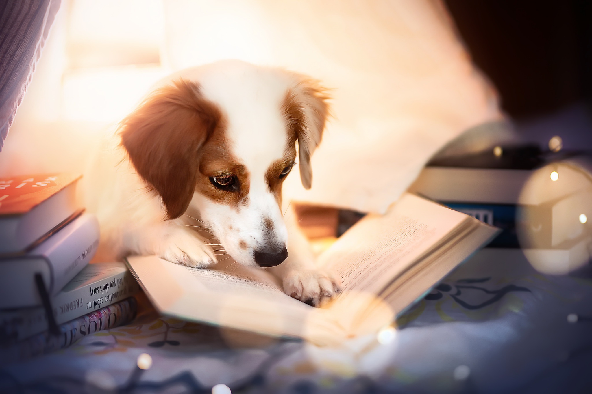 Book Dog Pet 2048x1365