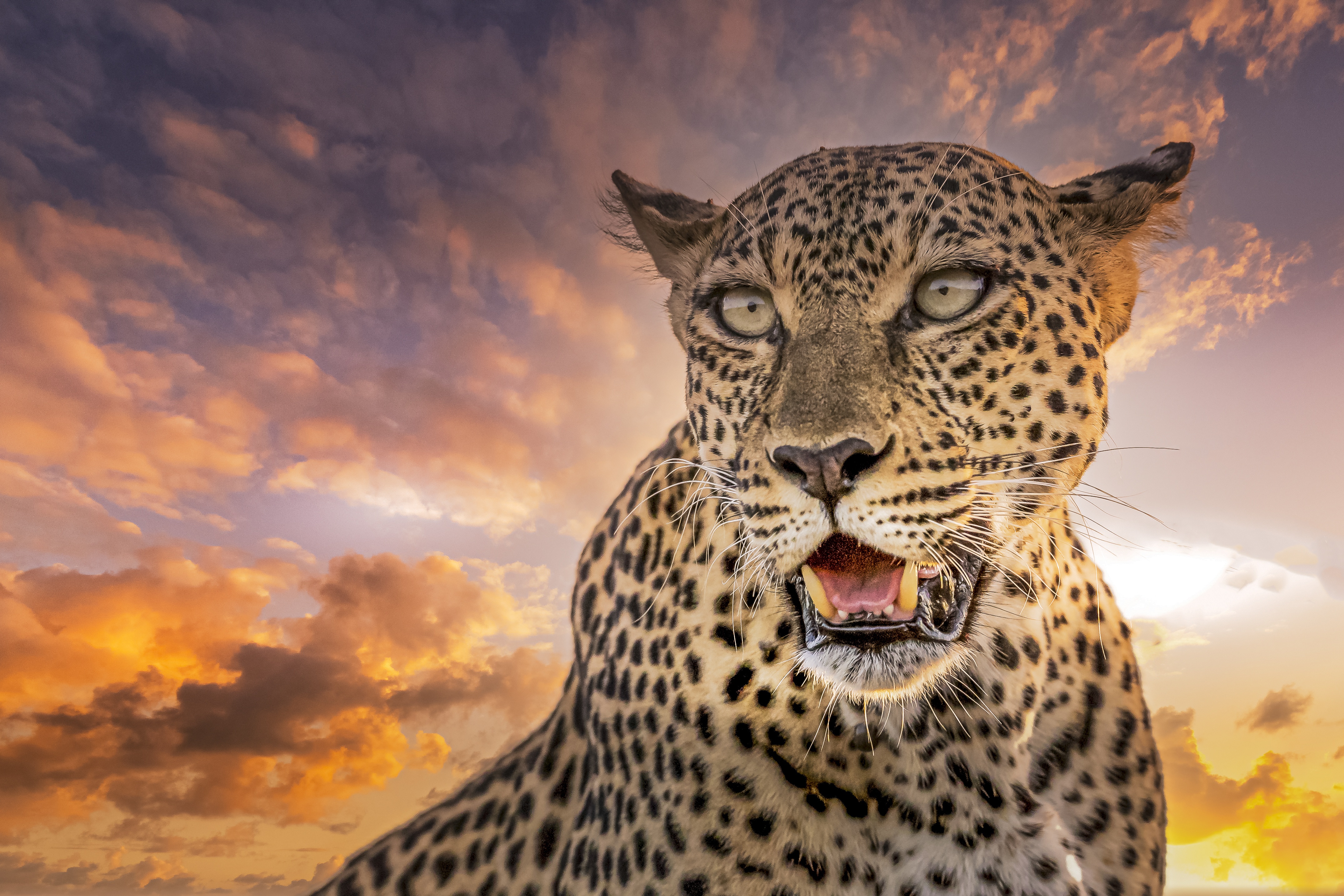 Big Cat Leopard Wildlife Predator Animal 4301x2868