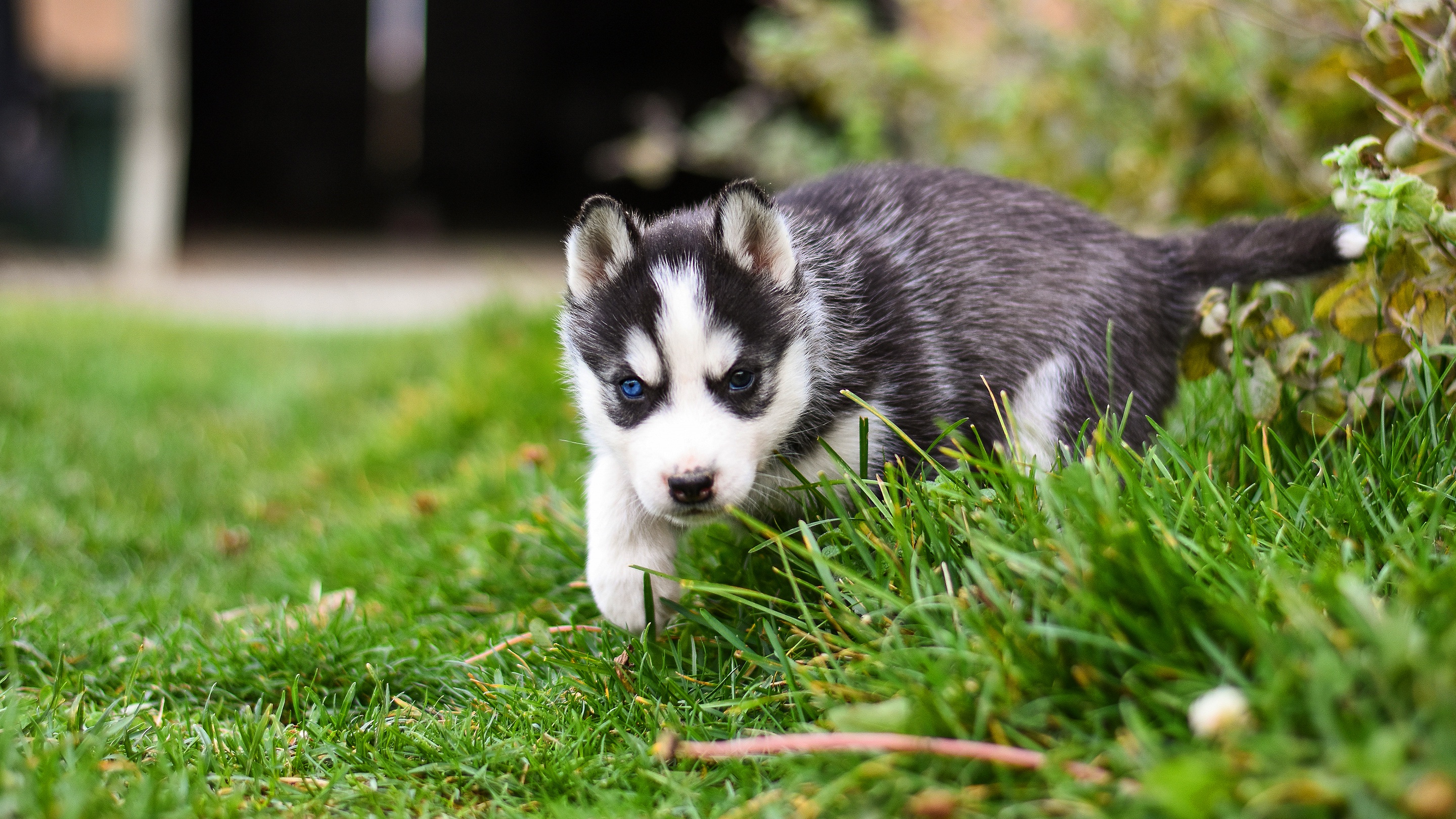Baby Animal Dog Husky Pet Puppy Siberian Husky 2880x1620