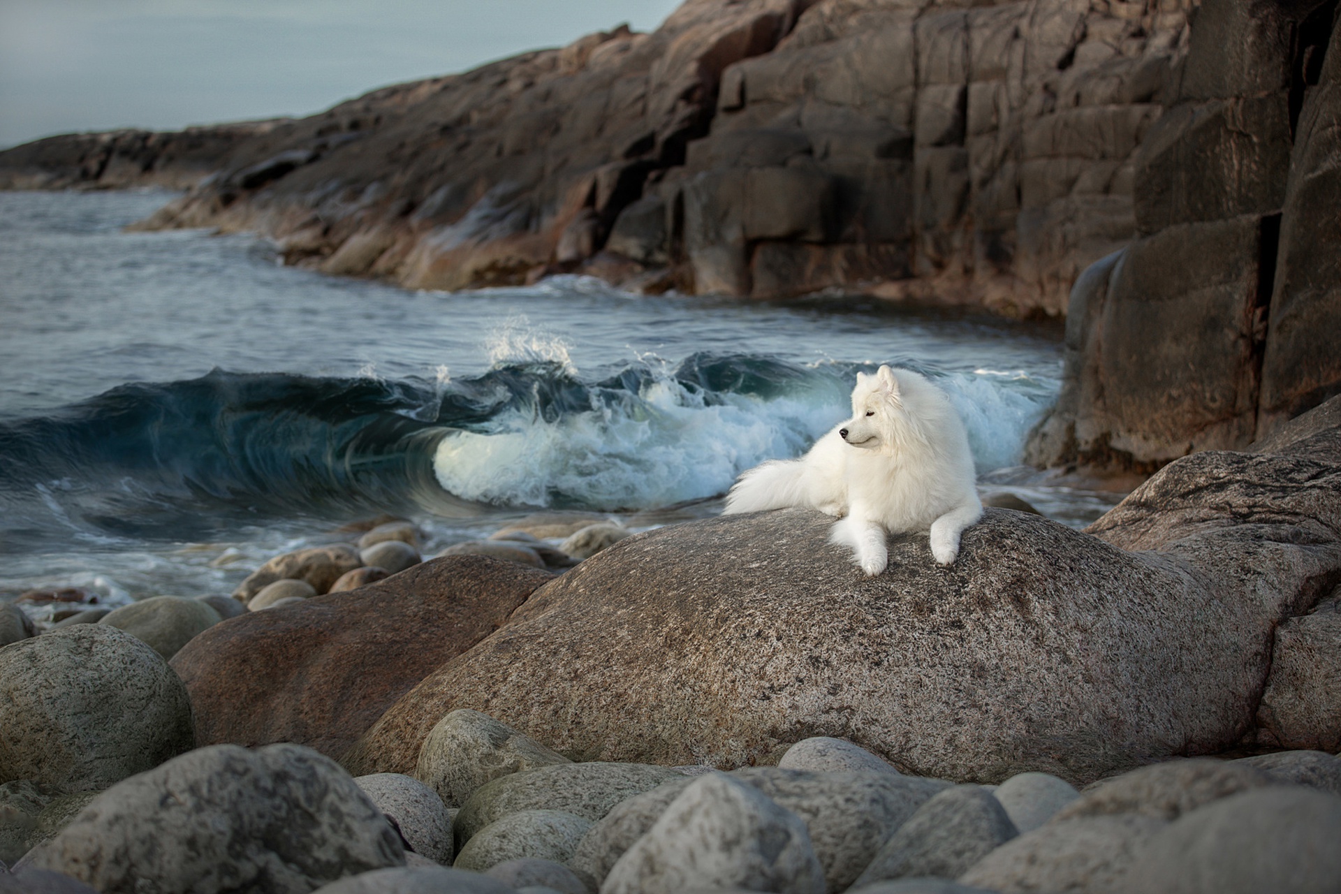 Dog Pet Samoyed 1920x1280