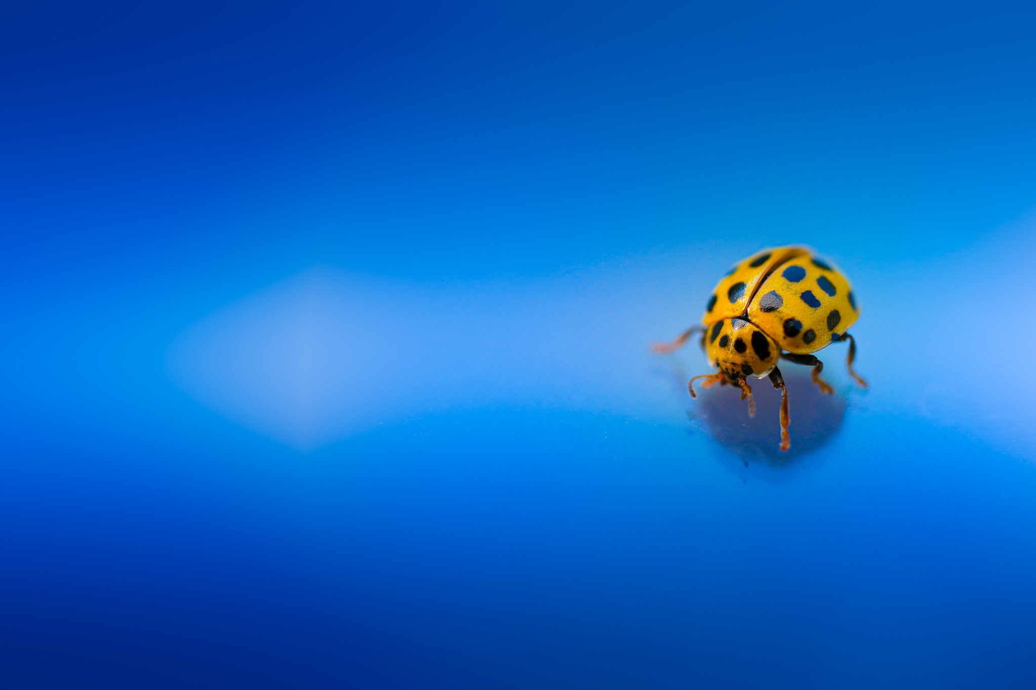 Beetle Insect Ladybug Macro 2048x1365