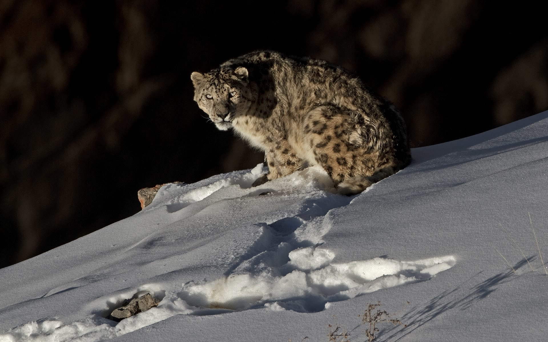 Snow Snow Leopard 1920x1200