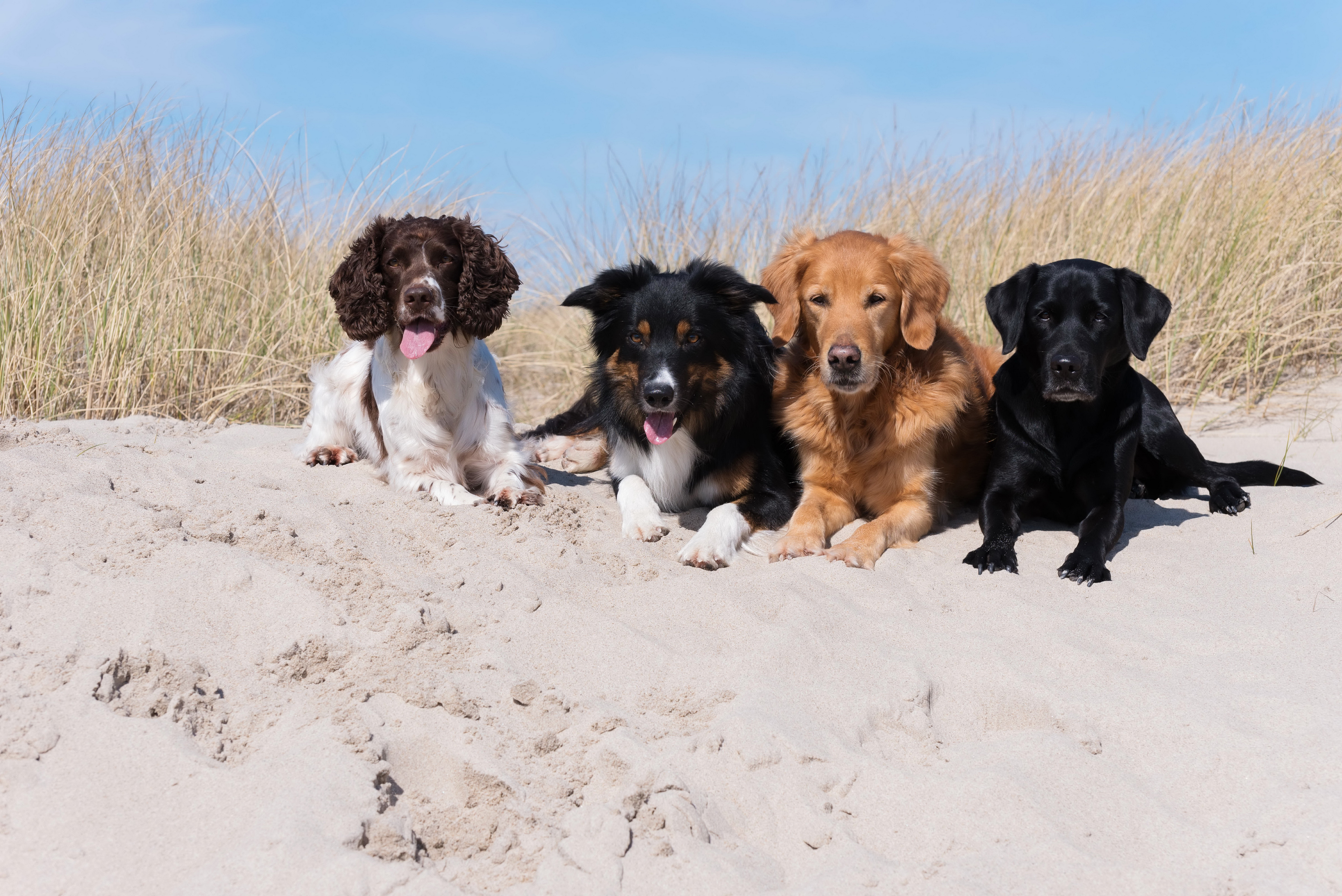Dog Labrador Retriever Pet Retriever Sand Spaniel 4800x3204