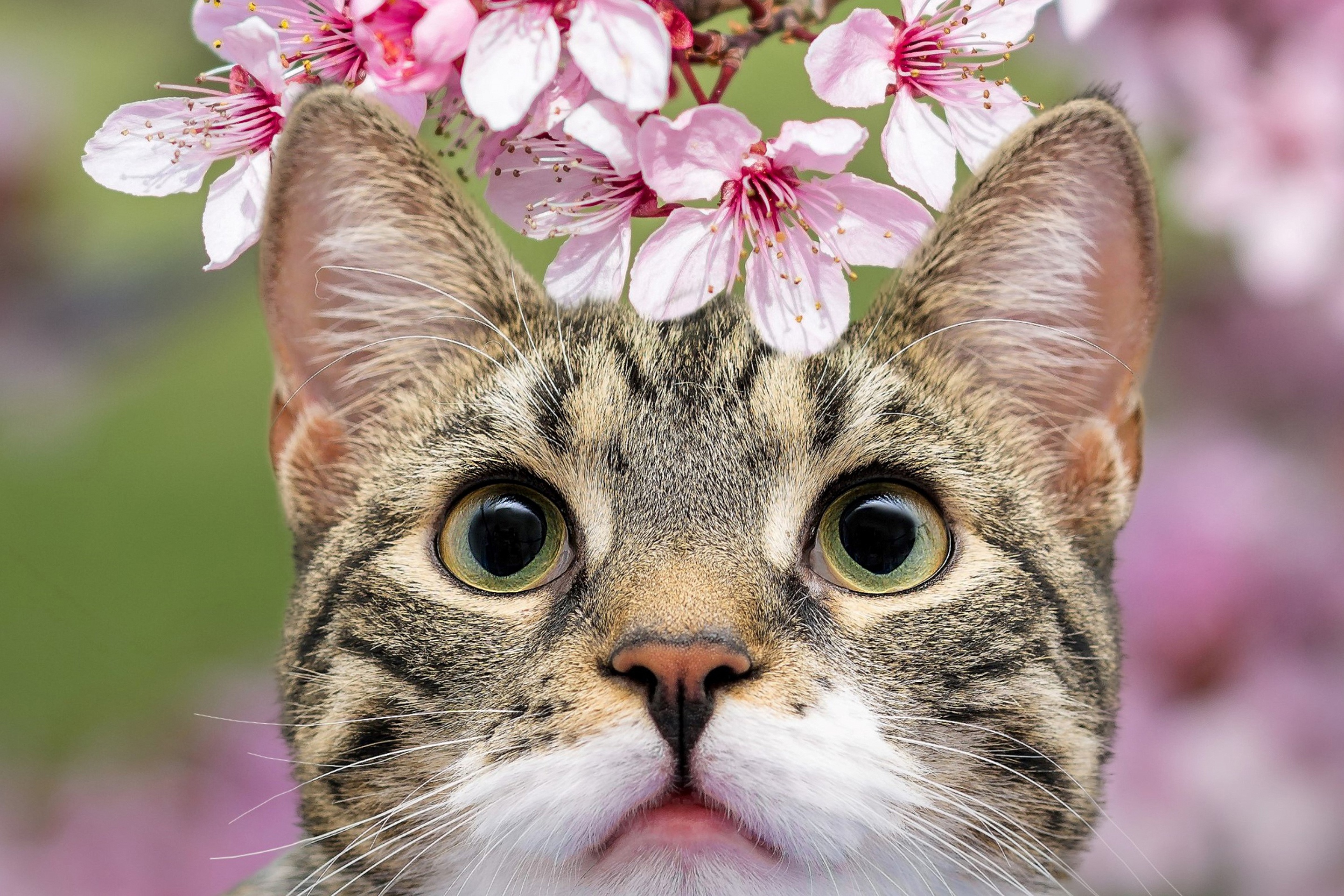 Blossom Cat Pet 2880x1920