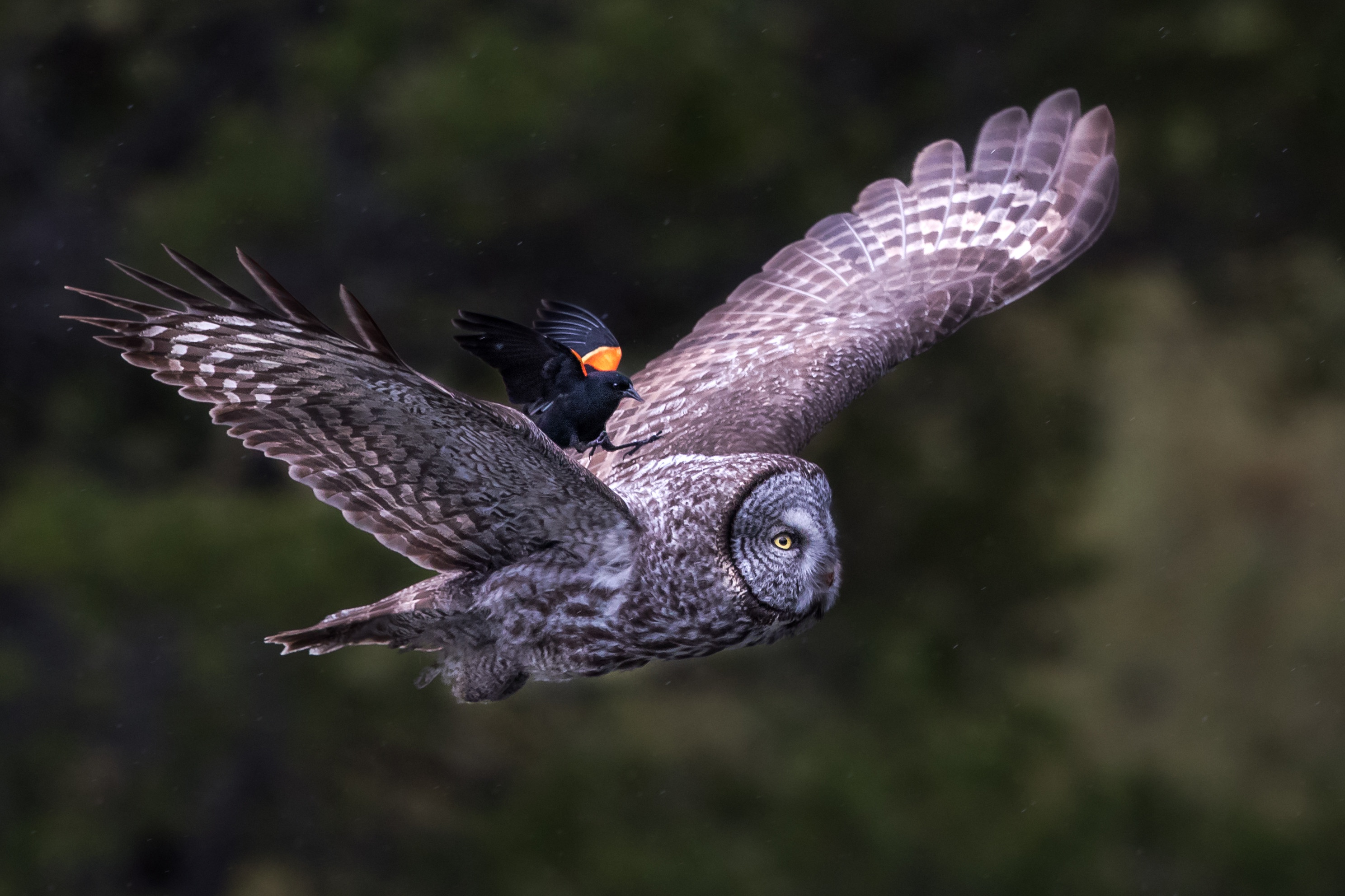 Bird Owl Wildlife 2976x1984