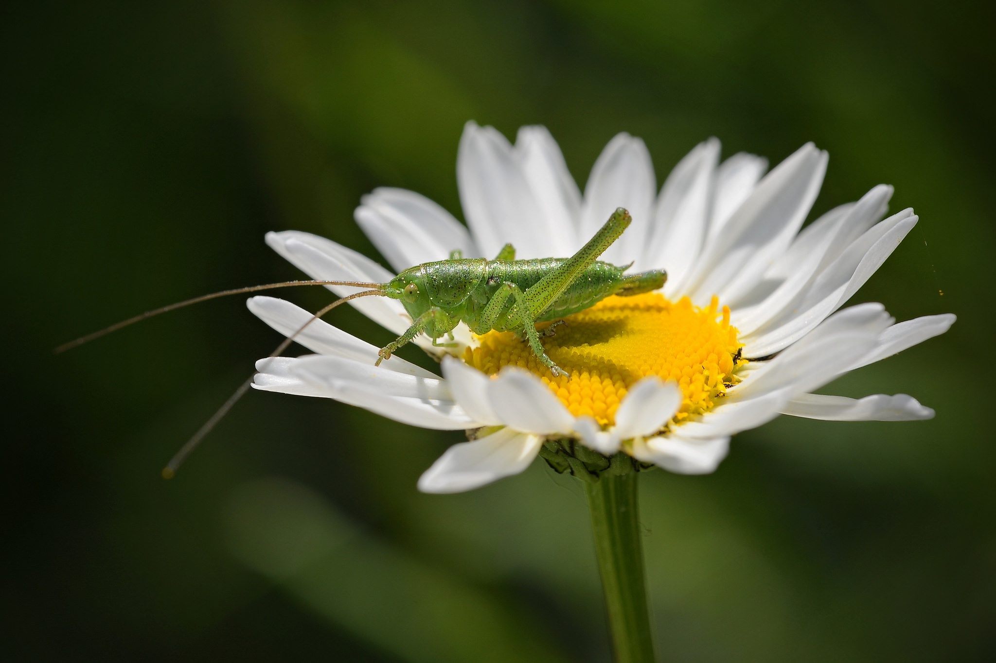 Grasshopper Insect Macro White Flower 2048x1365