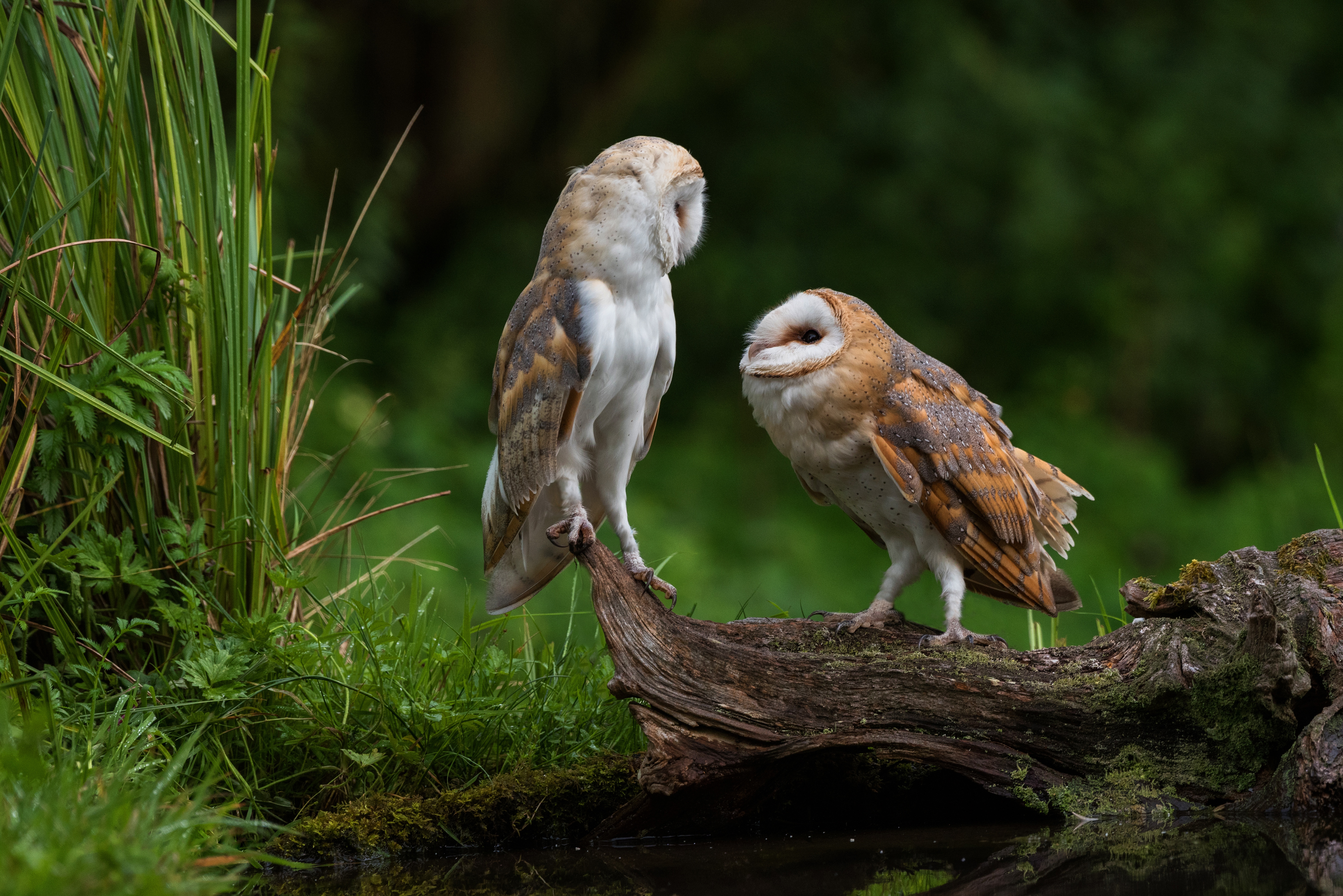 Barn Owl Bird Owl Wildlife 6016x4016