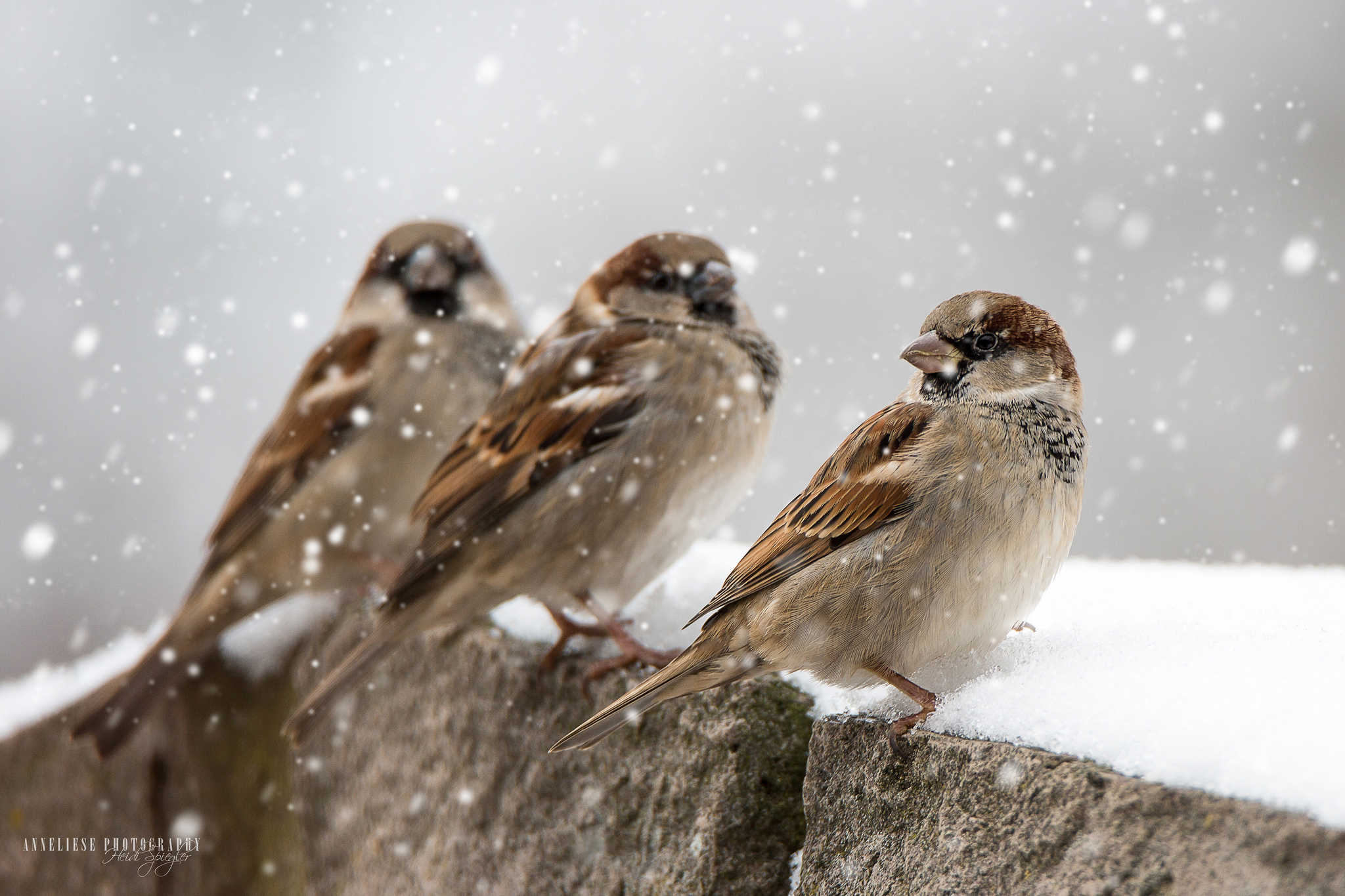 Passerine Snowfall Sparrow Wildlife Winter 2048x1365