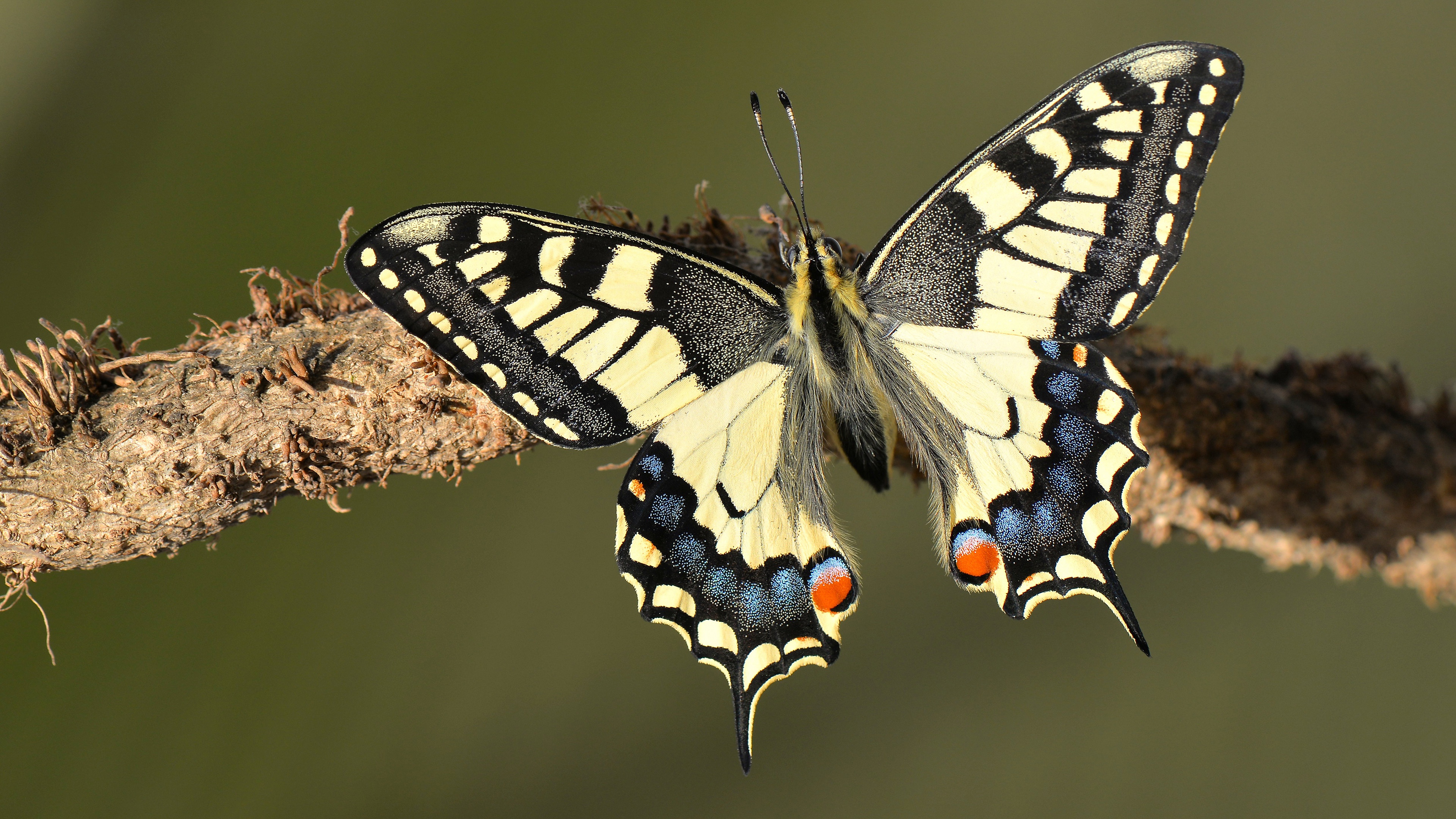 Branch Butterfly Macro Swallowtail Butterfly 3840x2160