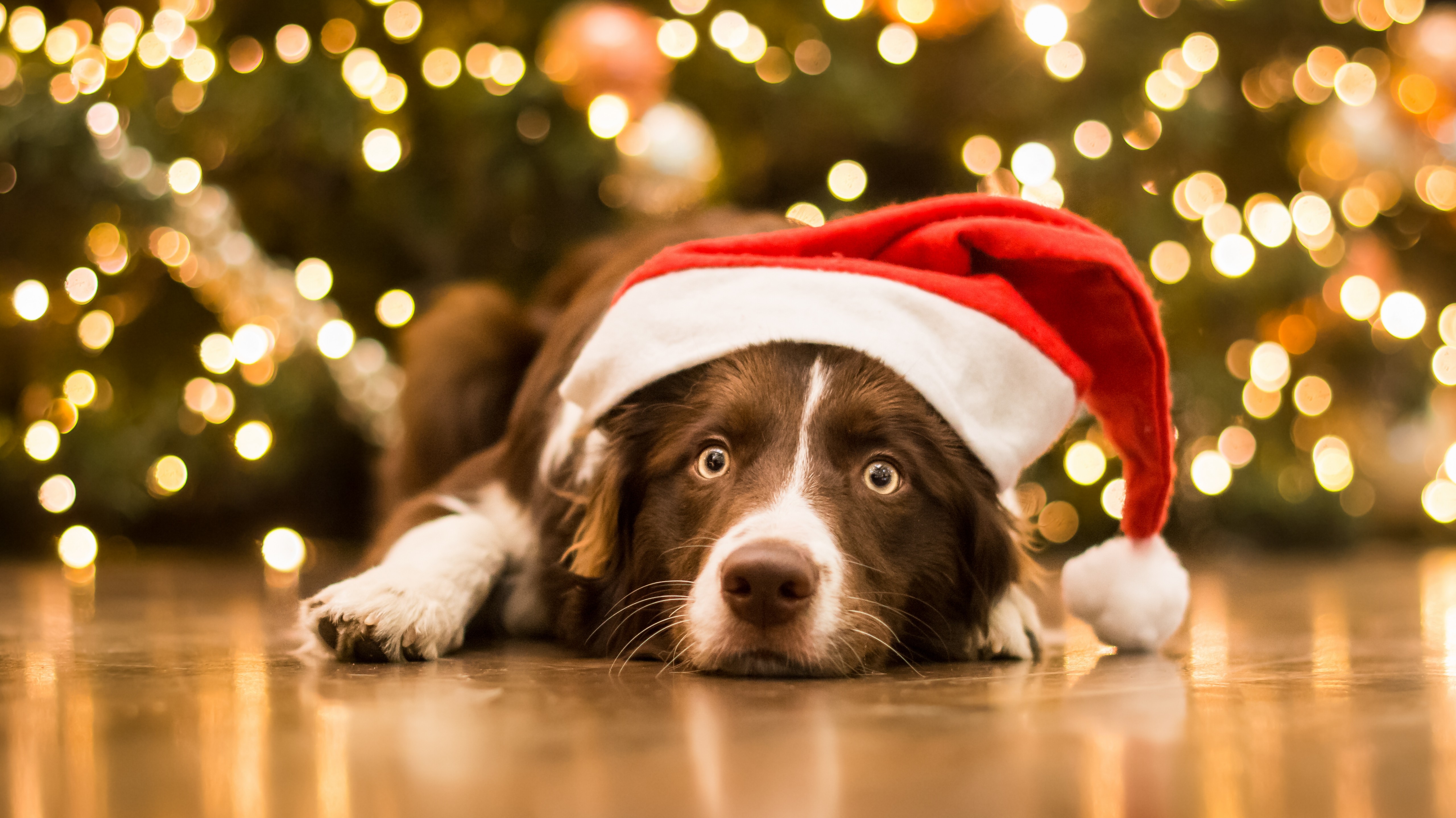 Christmas Christmas Lights Dog Pet Santa Hat 5120x2880