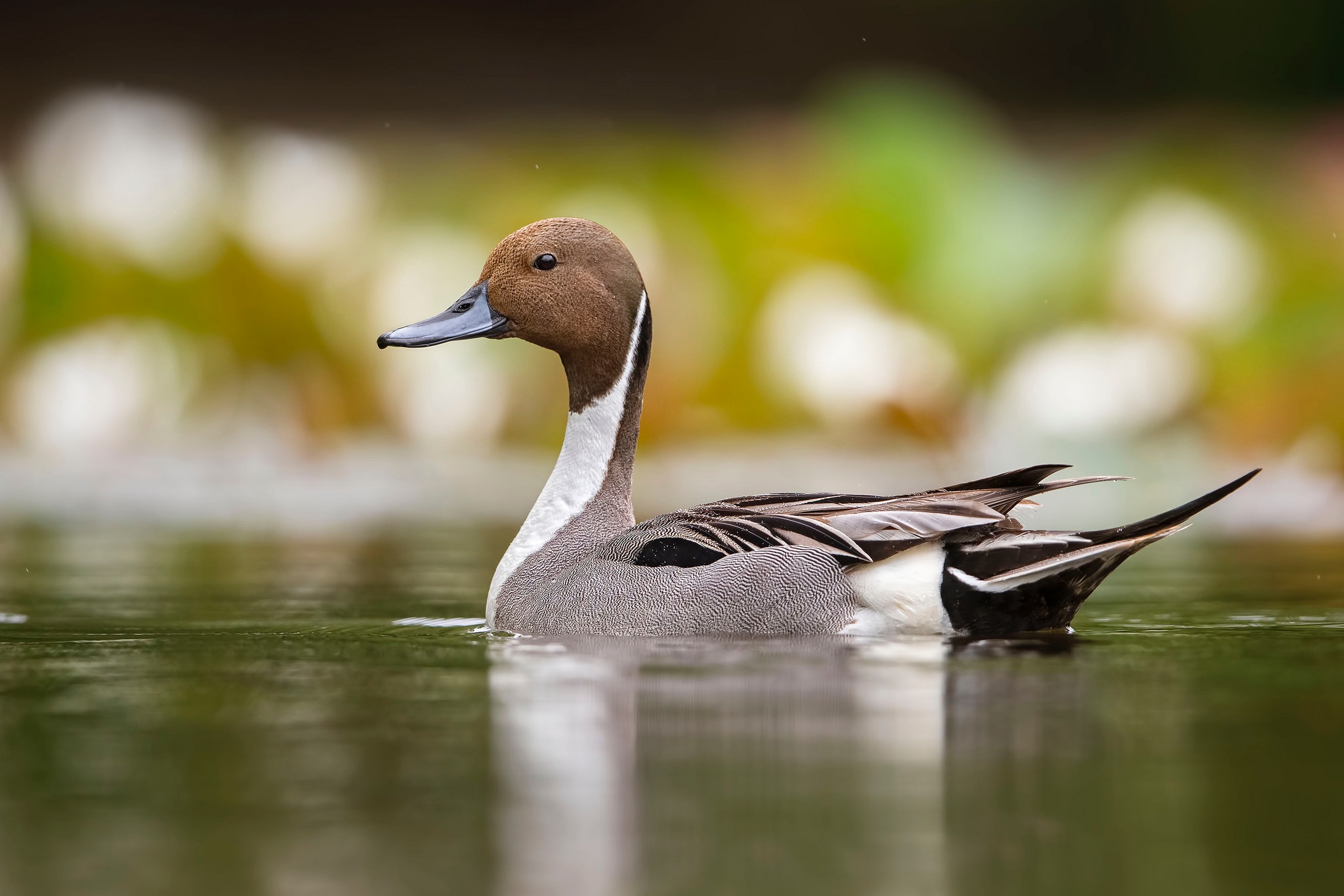 Bird Duck Wildlife 2048x1365