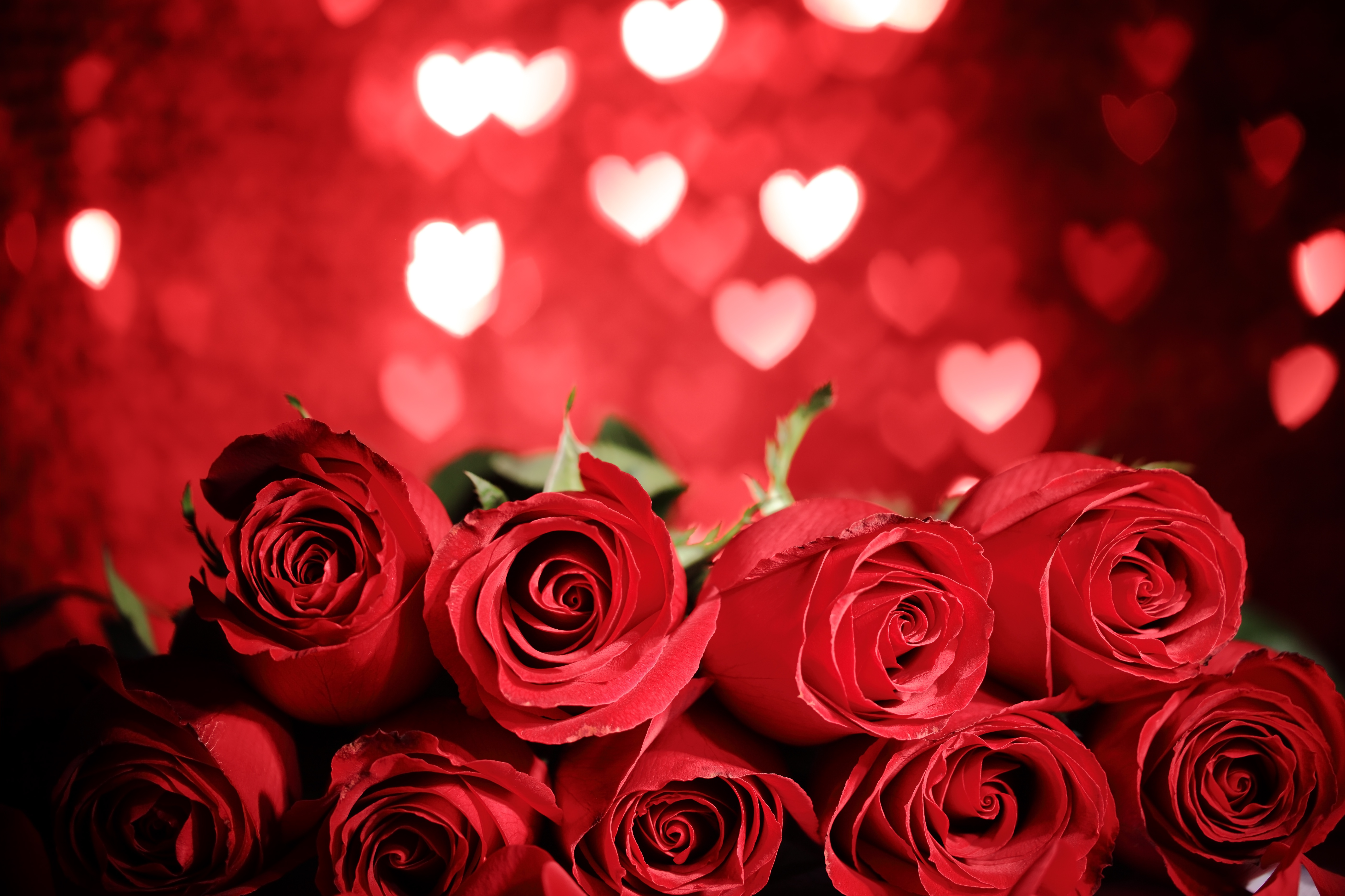 Bokeh Flower Heart Red Flower Red Rose Romantic Rose 5616x3744