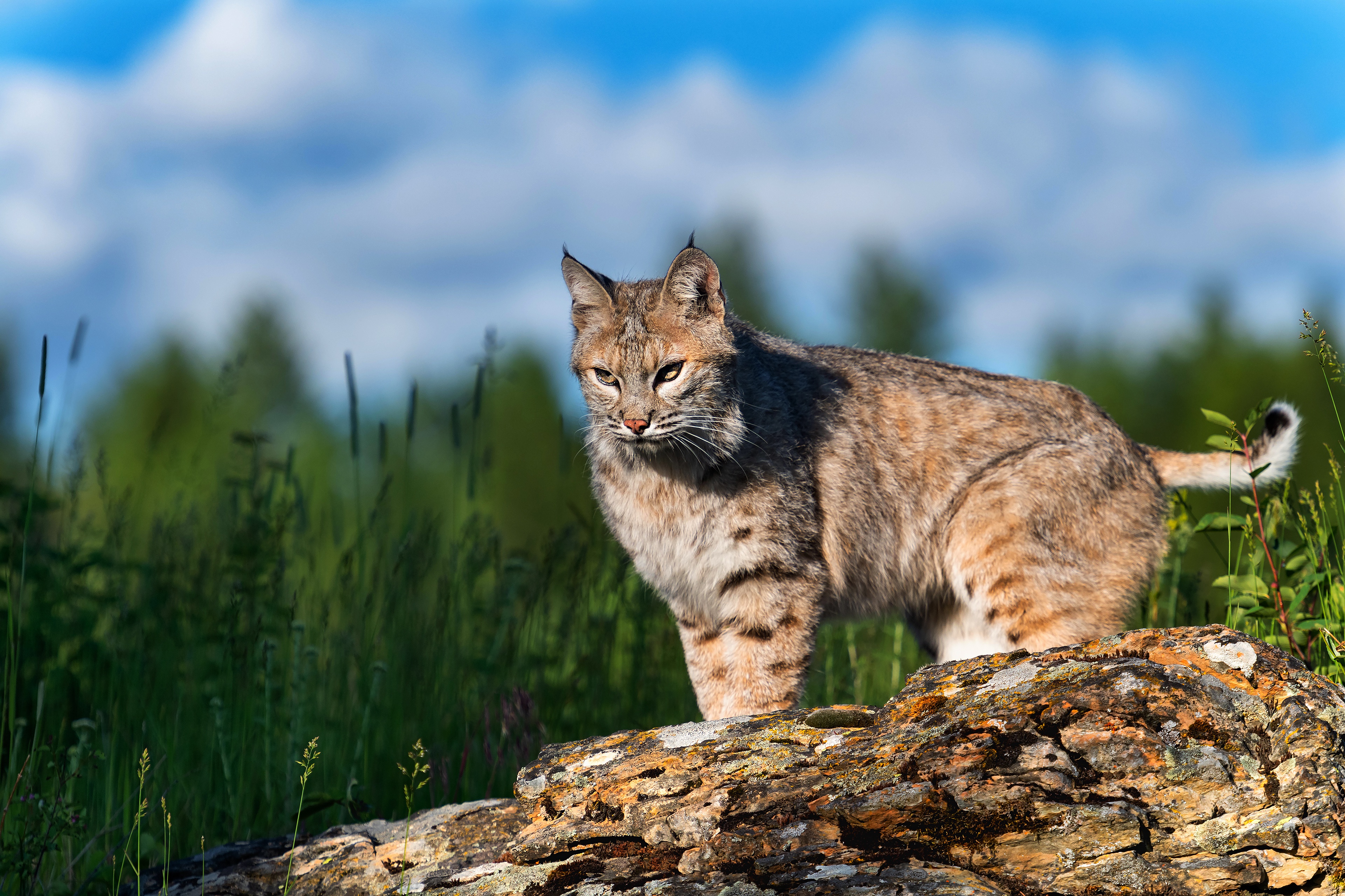 Big Cat Lynx Wildlife Predator Animal 3840x2560