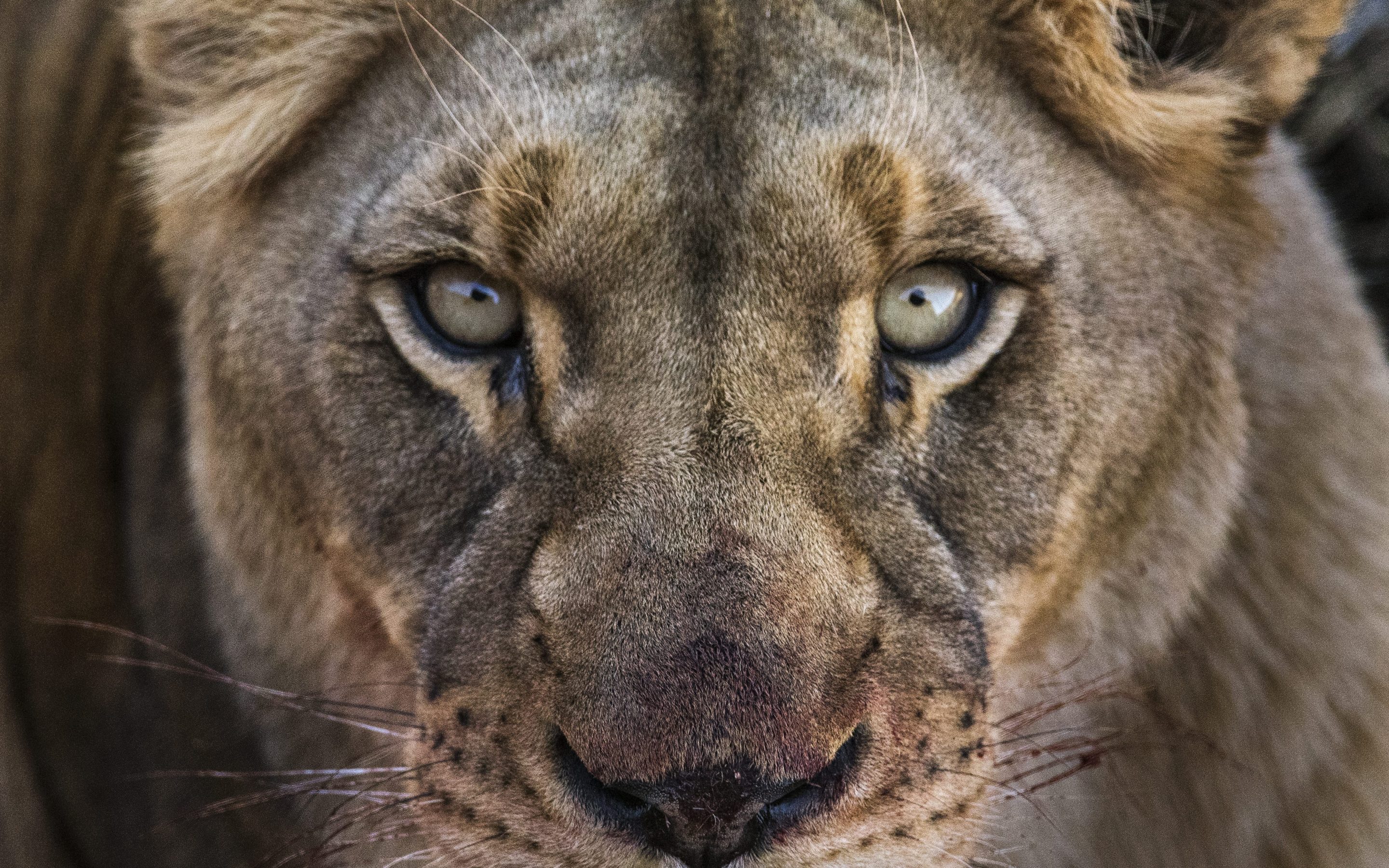 Close Up Face Lion 2880x1800